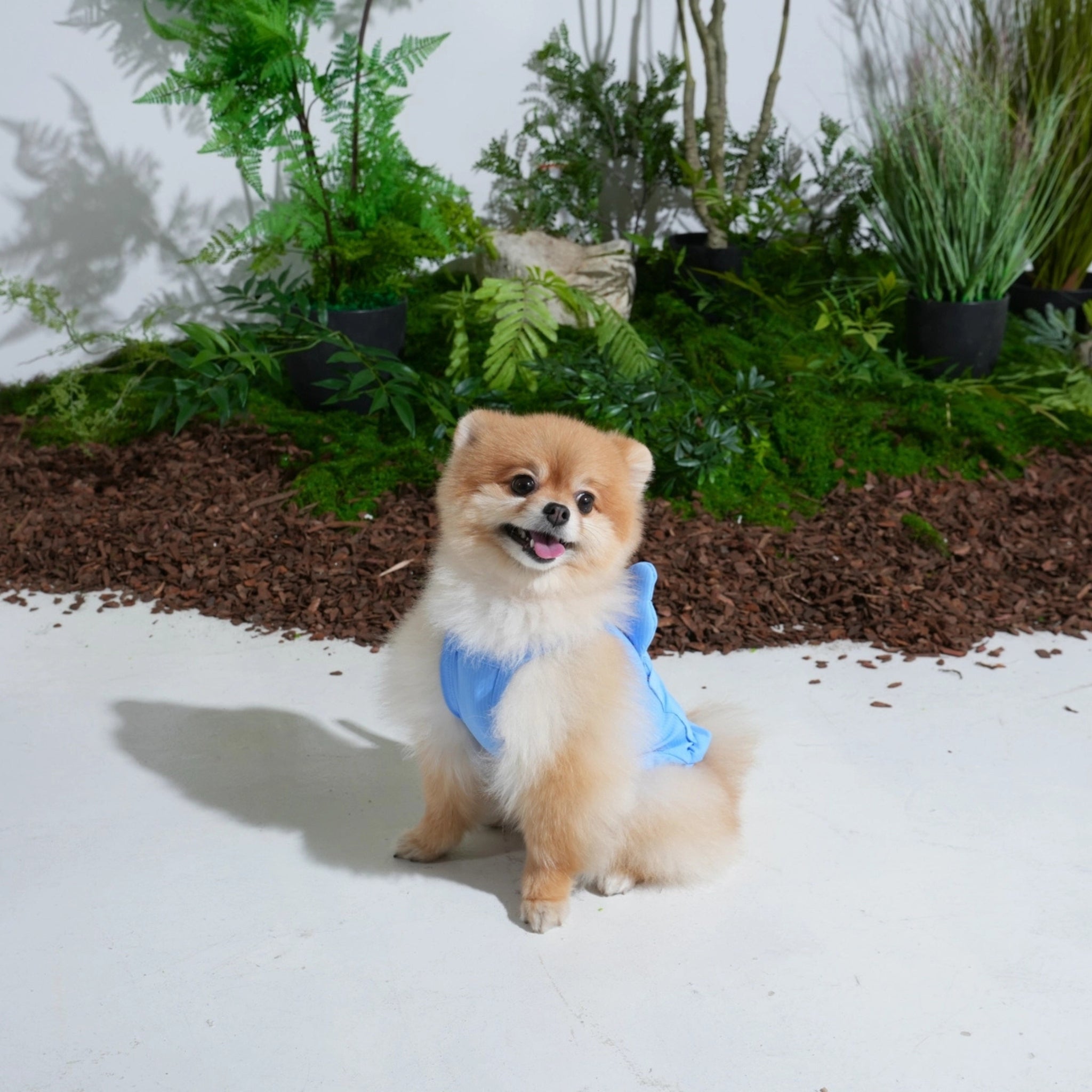 Dog Cooling Tank Top – Big Bear Blue