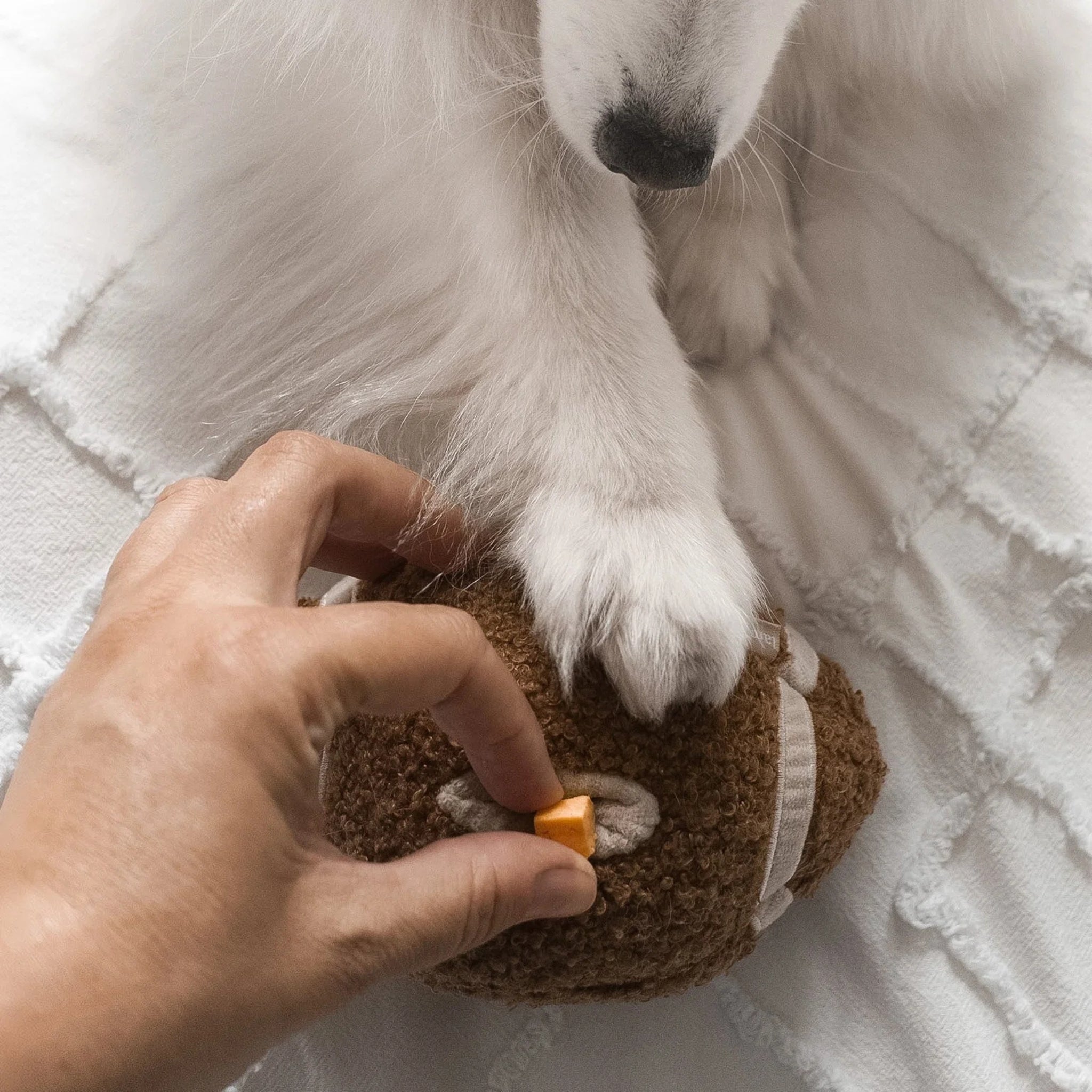 Toy – Interactive Play
Dog playing with the Lambwolf Collective Football plush dog toy and hidden treat pocket