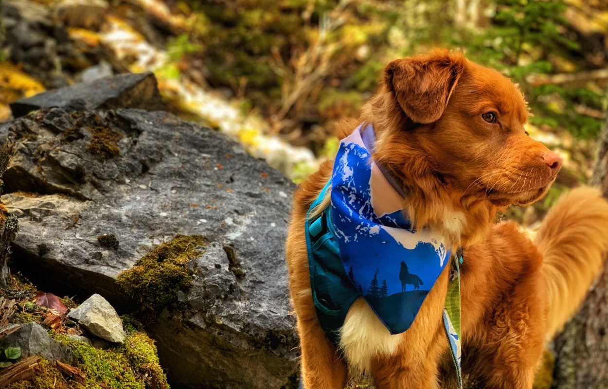 Dog Bandana - Canmore Three Sisters - Rocky Mountain Dog - La Maison Mou