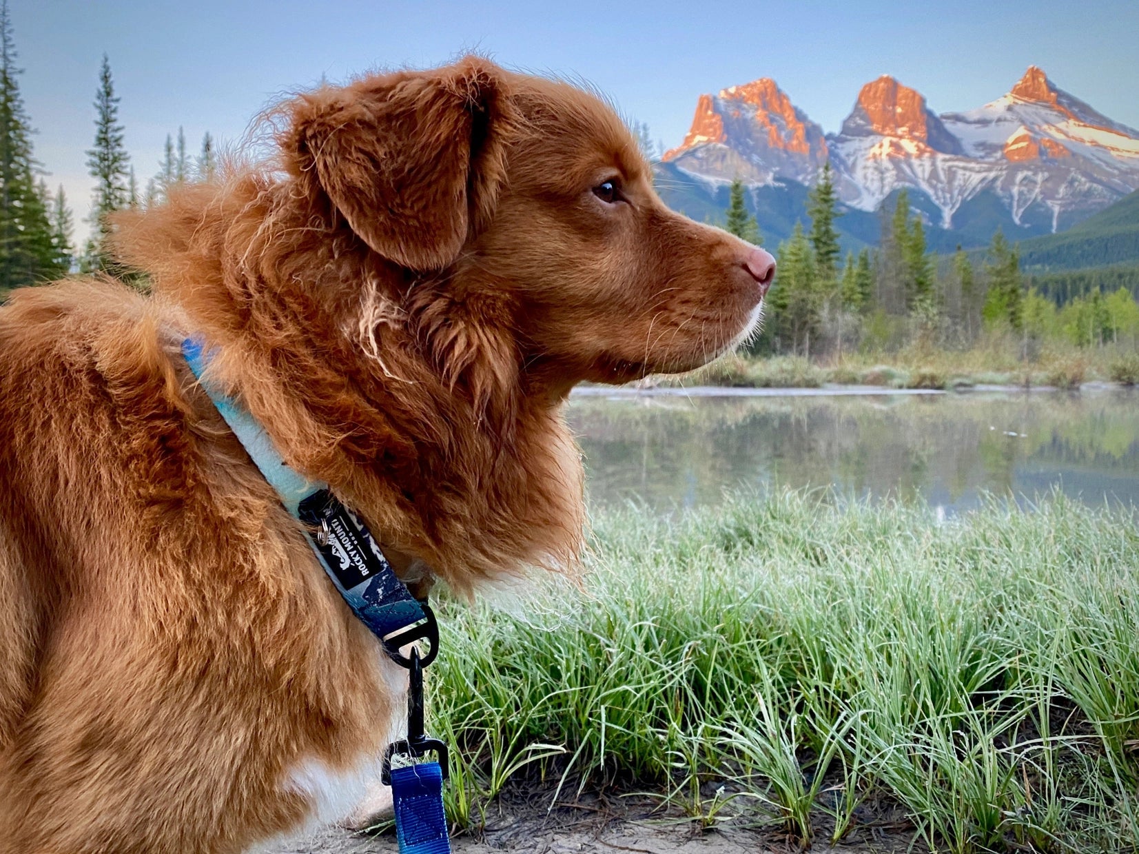 Dog Collar - Canmore All Mountain Northern Lights - Rocky Mountain Dog - La Maison Mou