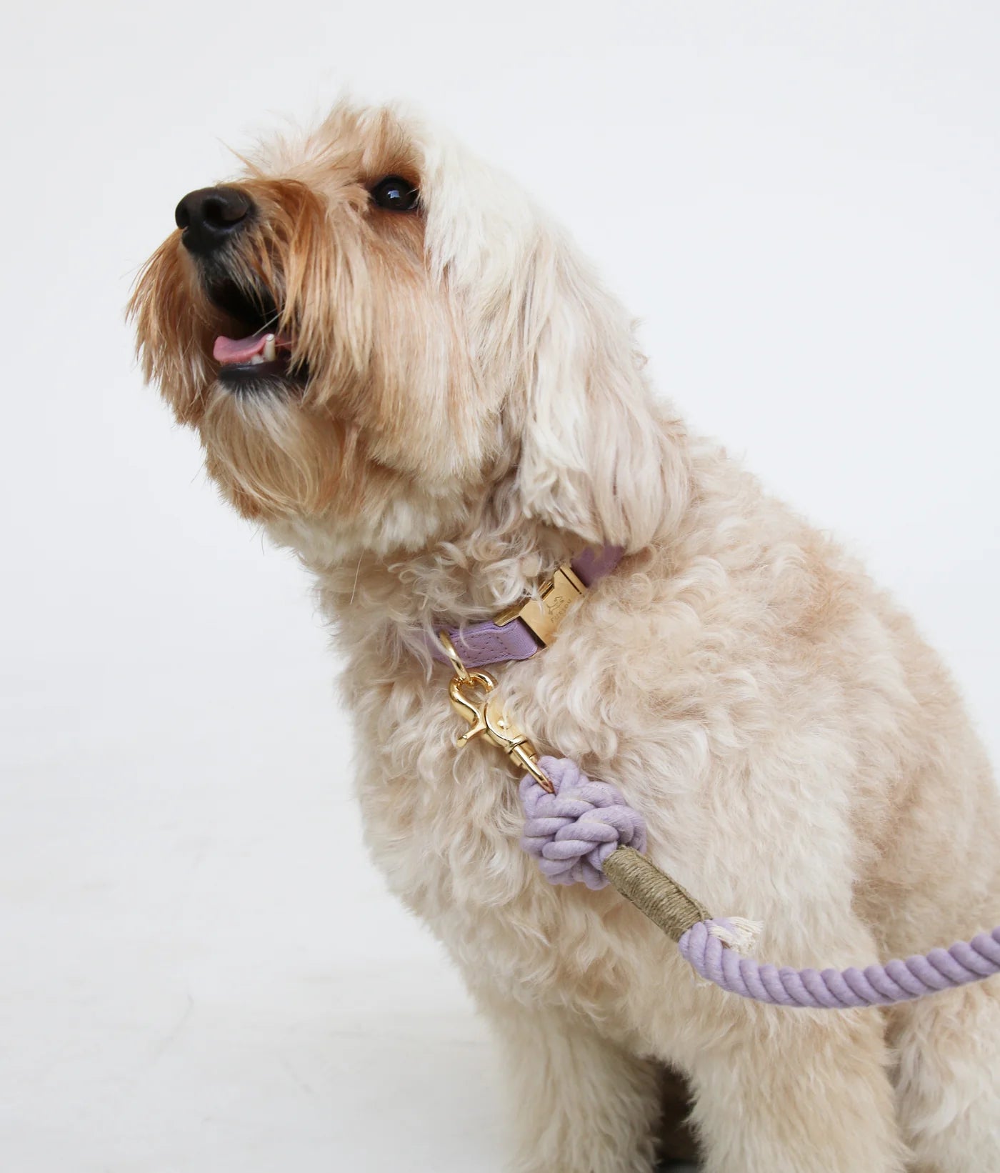 Dog Collar - Lavender - Furlou - La Maison Mou
