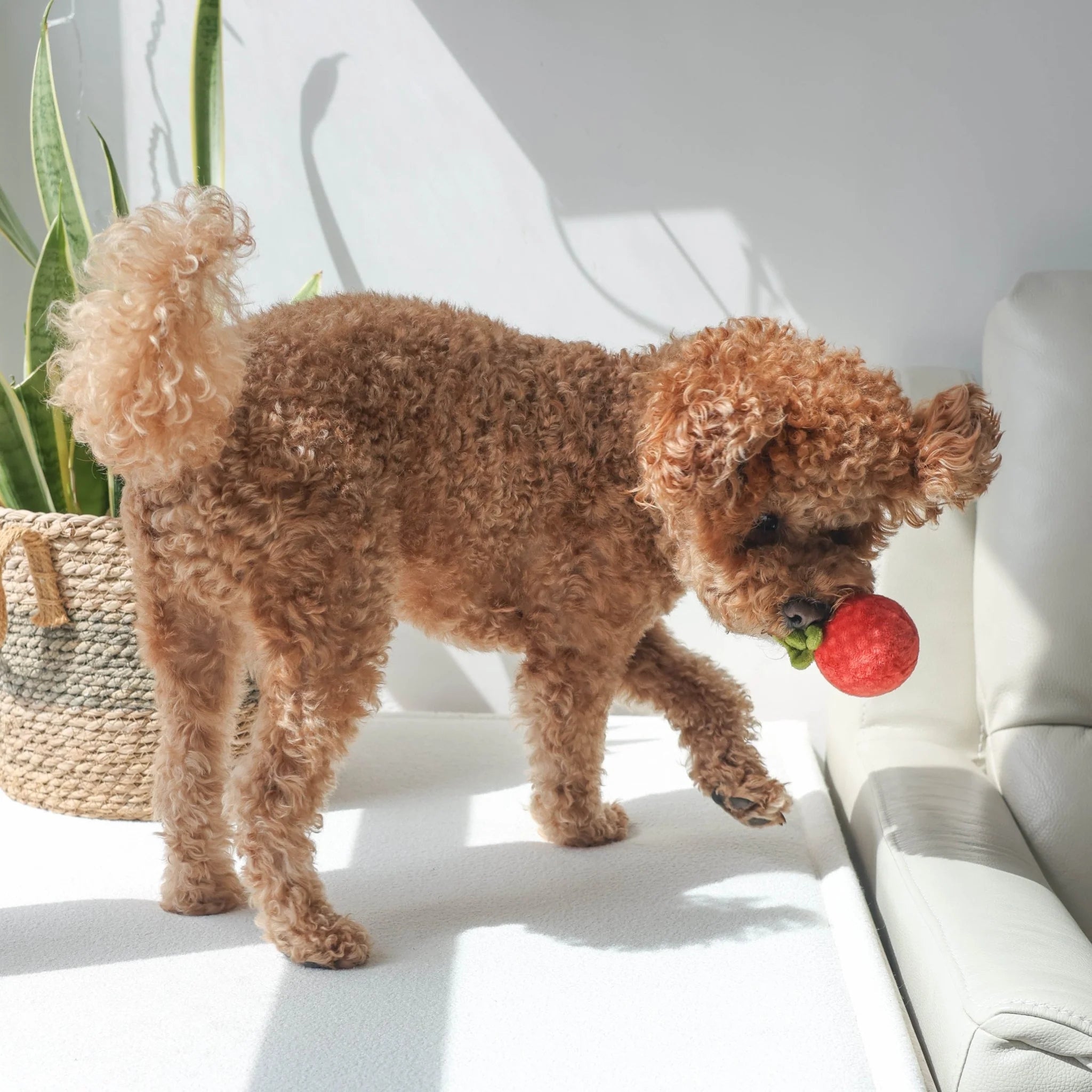 A small brown dog standing and carrying the squeaky red tomato fetch ball in its mouth.