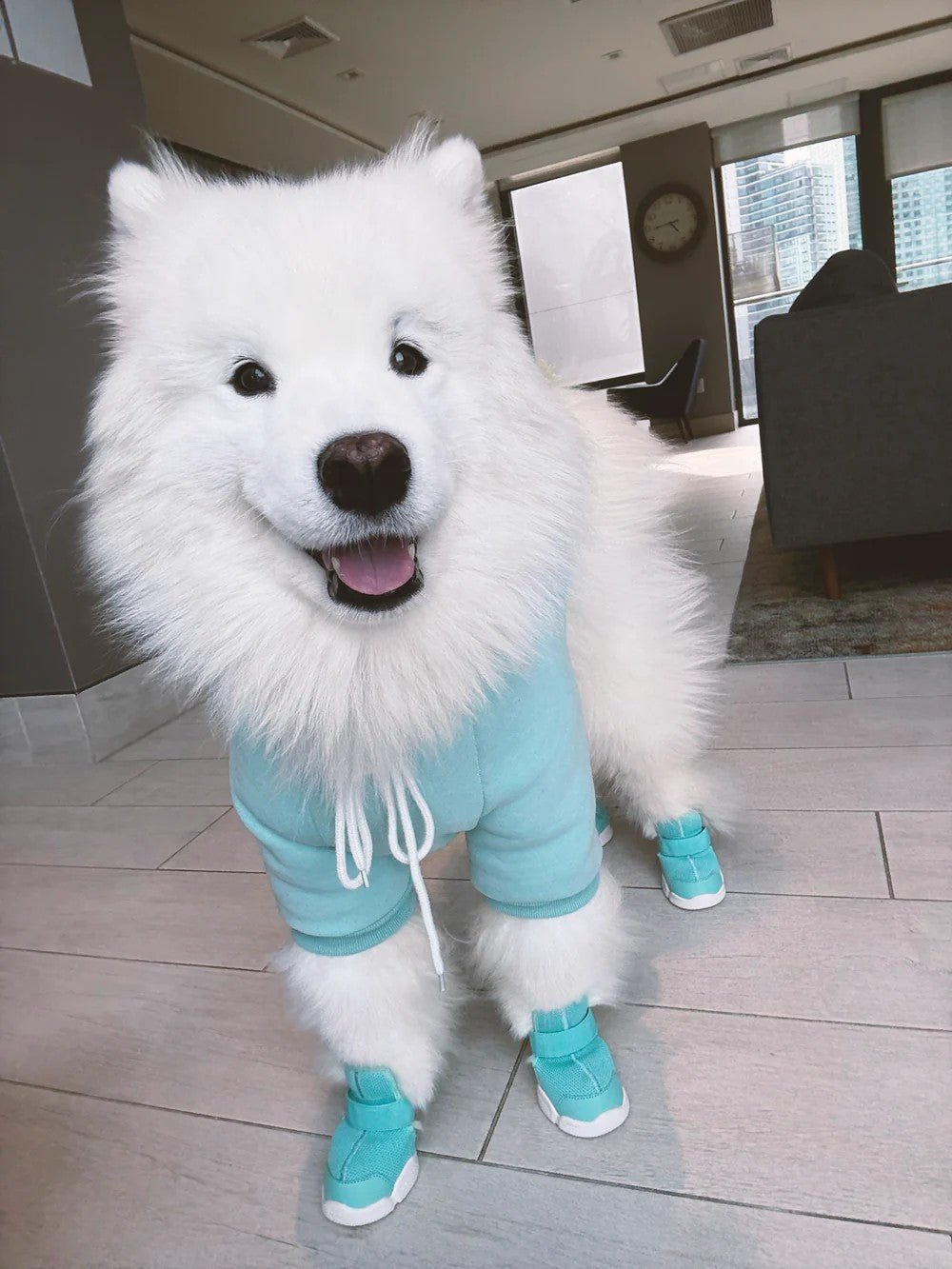 Dog Shoes - Caesar 1 Sneakers Aqua - Rifruf - La Maison Mou