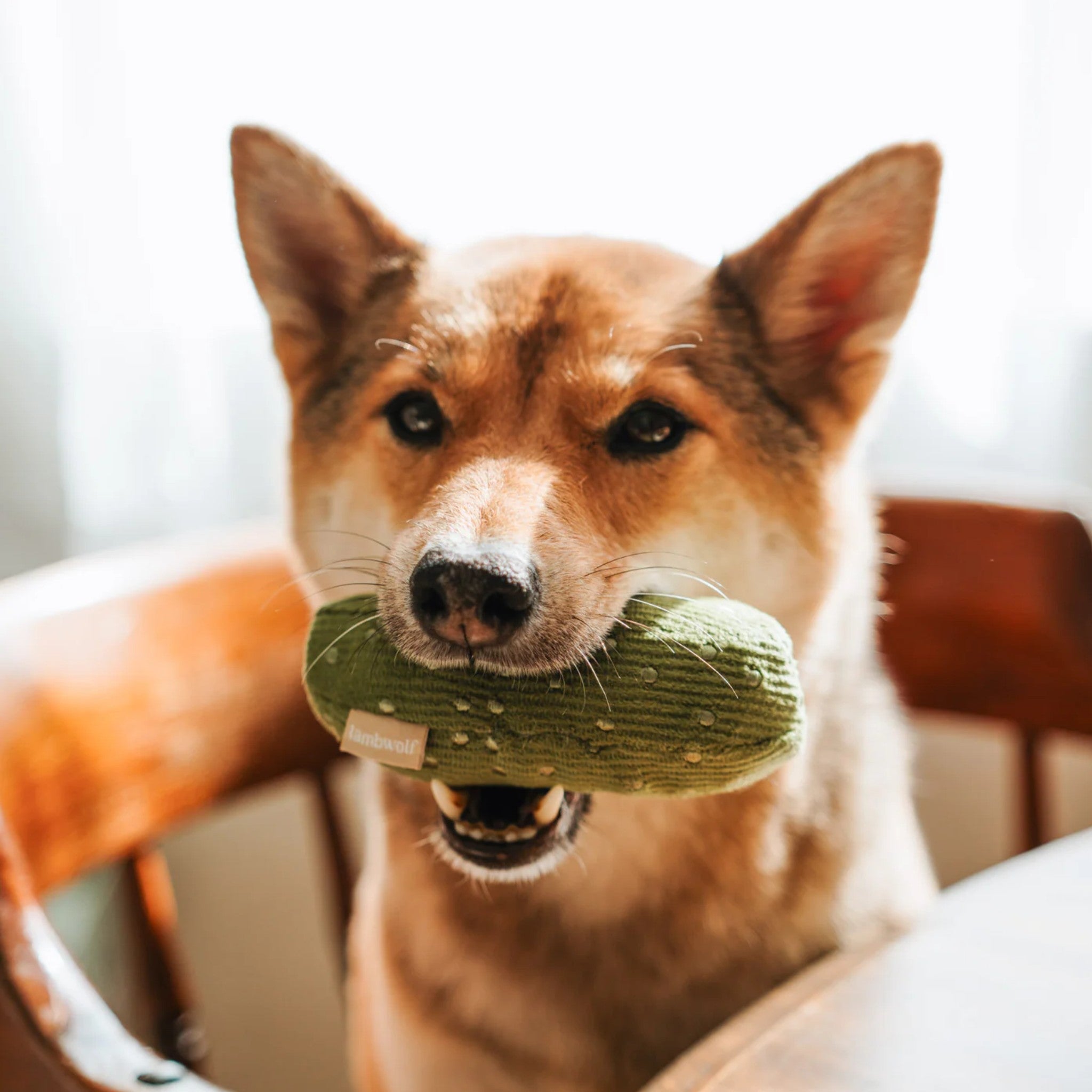 Enrichment Dog Toy - Bagel + Pickle - Lambwolf Collective - La Maison Mou