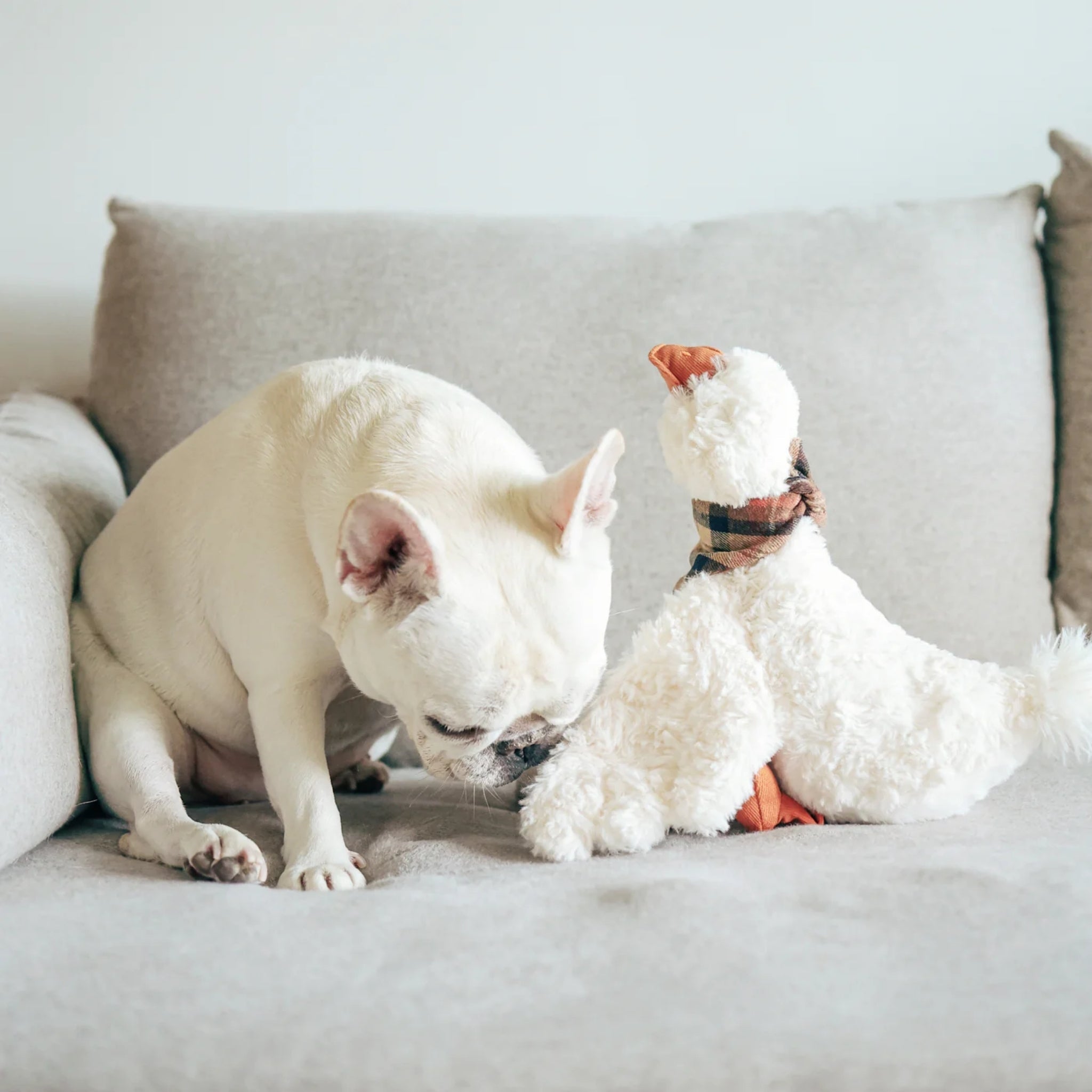 A white French Bulldog sitting on a soft grey living room couch, leaning down to carefully sniff the wing of the fluffy white Gus the Goose plush companion toy.