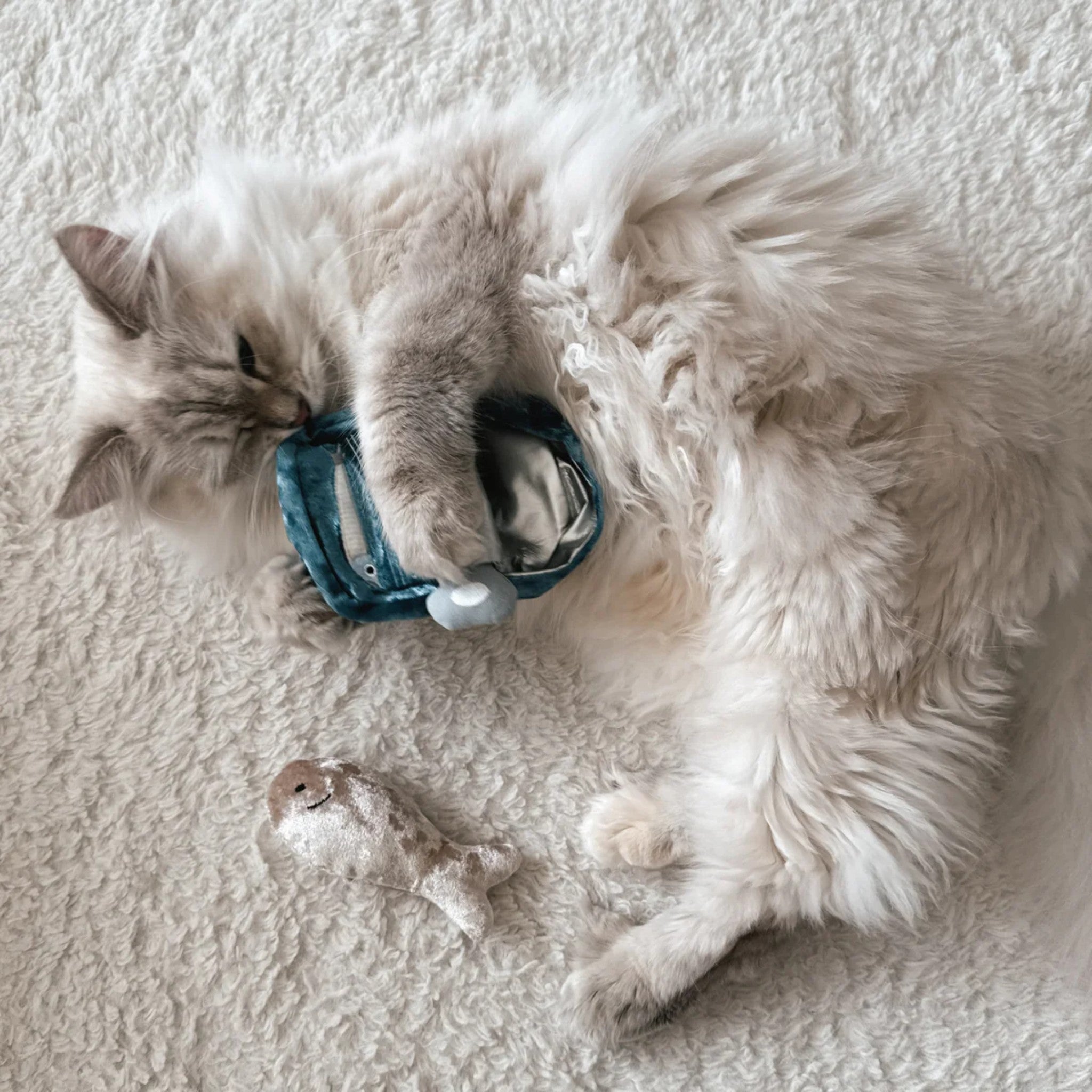A fluffy cat lying on its side, playing with the open crinkle can component of the Lambwolf Collective interactive cat toy set.