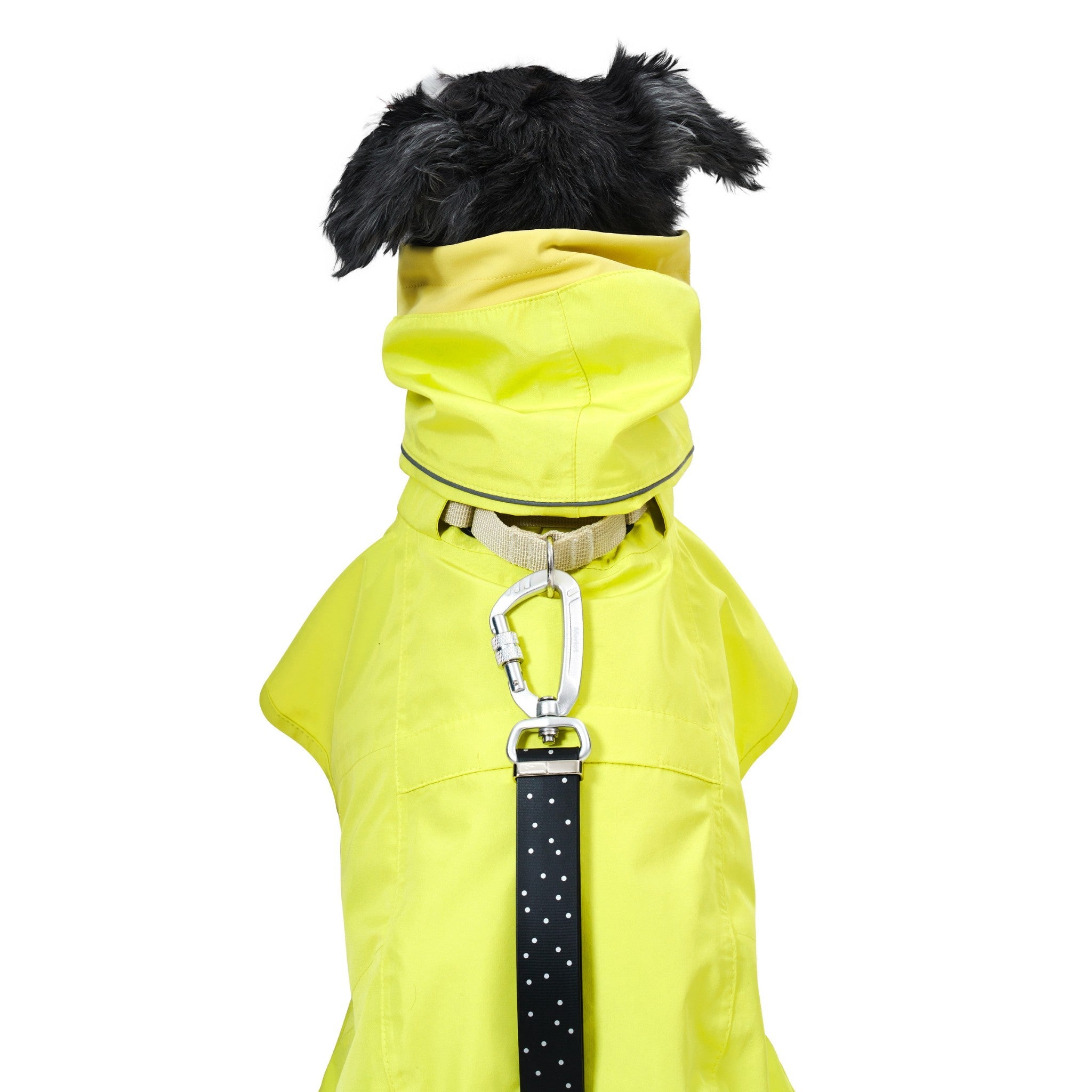 A direct back view focusing on the upper shoulders of a dog in the lemon yellow Merlot Ain™ raincoat, demonstrating a black polka-dot leash clipped securely into the integrated harness strap ring.