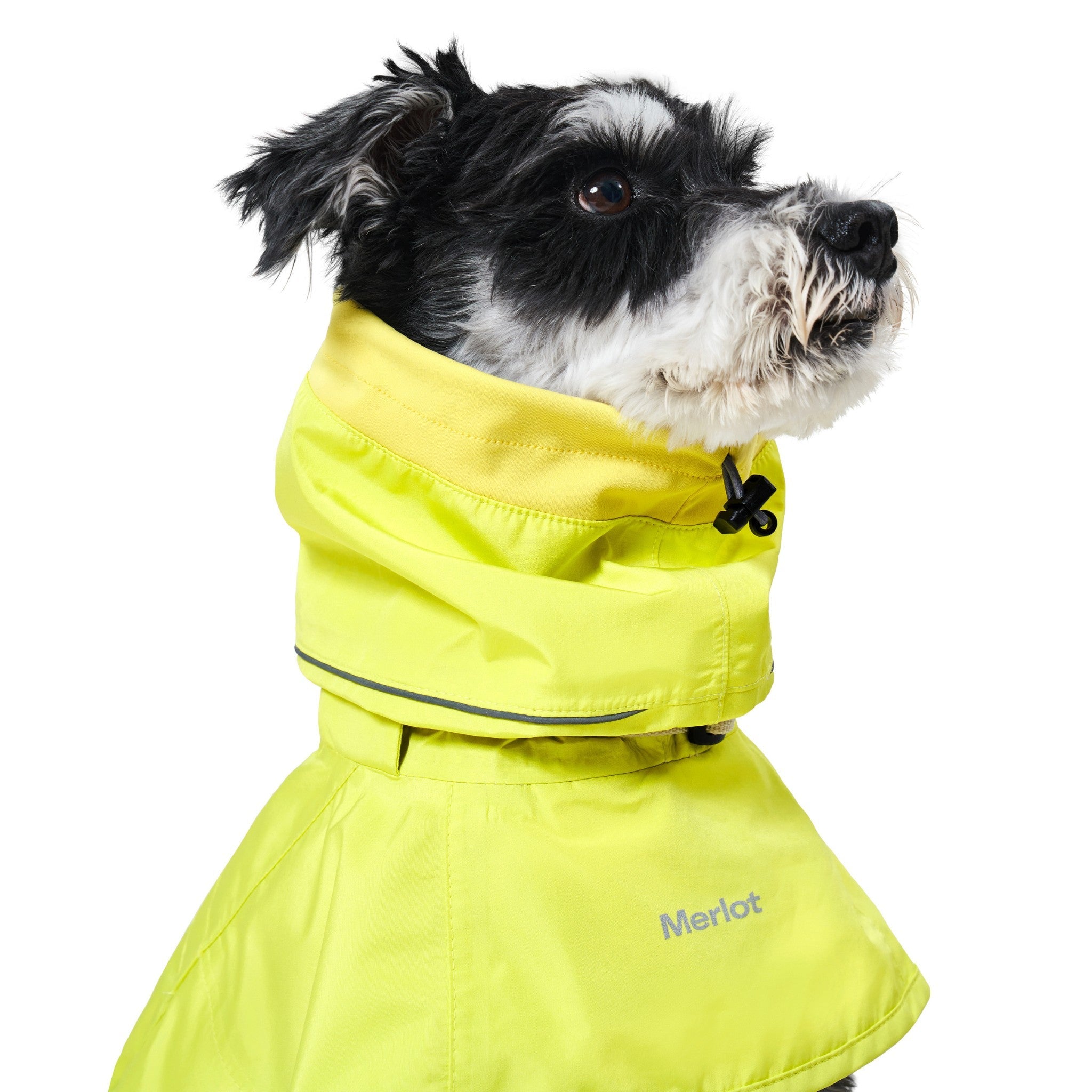 A front three-quarter view of a black and white dog wearing the lemon yellow Merlot Ain™ rain jacket with the hood neatly folded down into a thick cowl neck collar, highlighting the silver reflective brand logo.