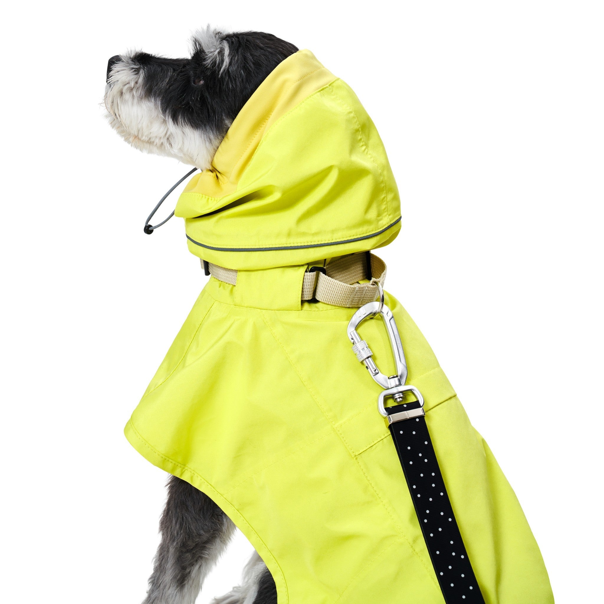 A close-up side view of a black and white dog wearing the neon lemon yellow Merlot Ain™ raincoat, showing a silver metal safety carabiner clip connected to the beige harness loop on the back.