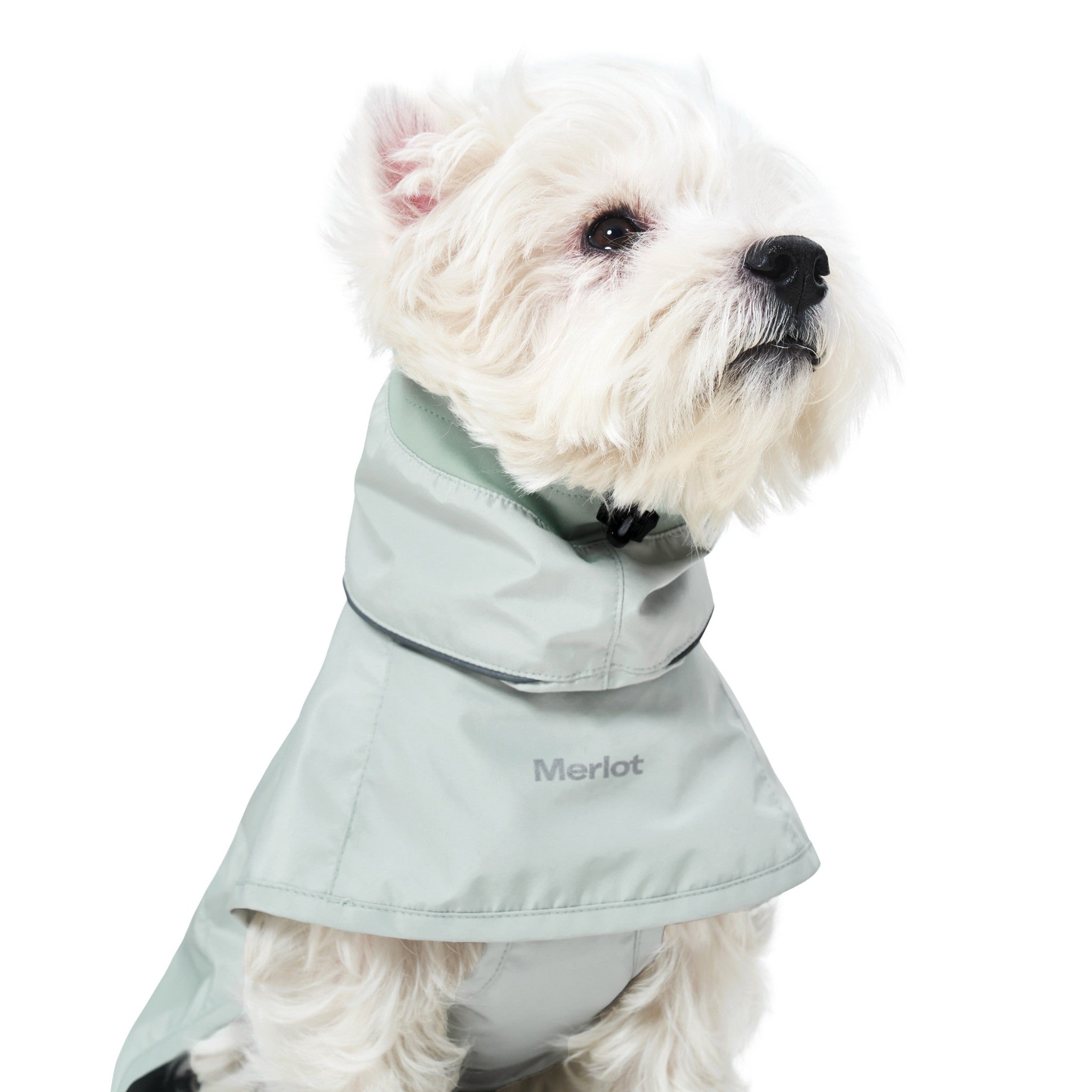 Three-quarter portrait of a white terrier looking away in the lime stone Merlot Ain™ dog rain suit, displaying the high protective collar configuration covering the neck line.