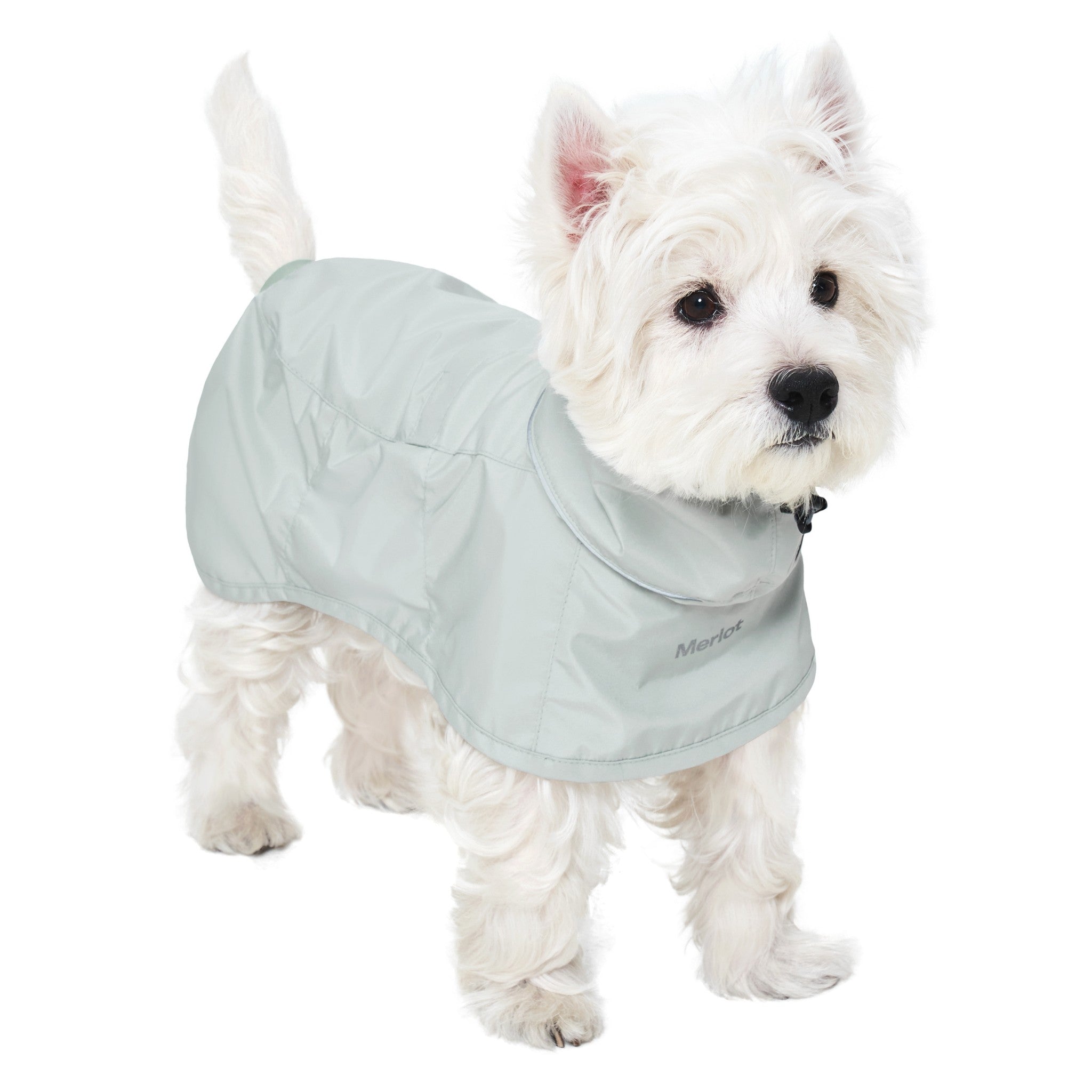 Three-quarter front view of a fluffy white small breed dog standing proudly in the water-resistant lime stone Merlot Ain™ dog coat against a solid white background.