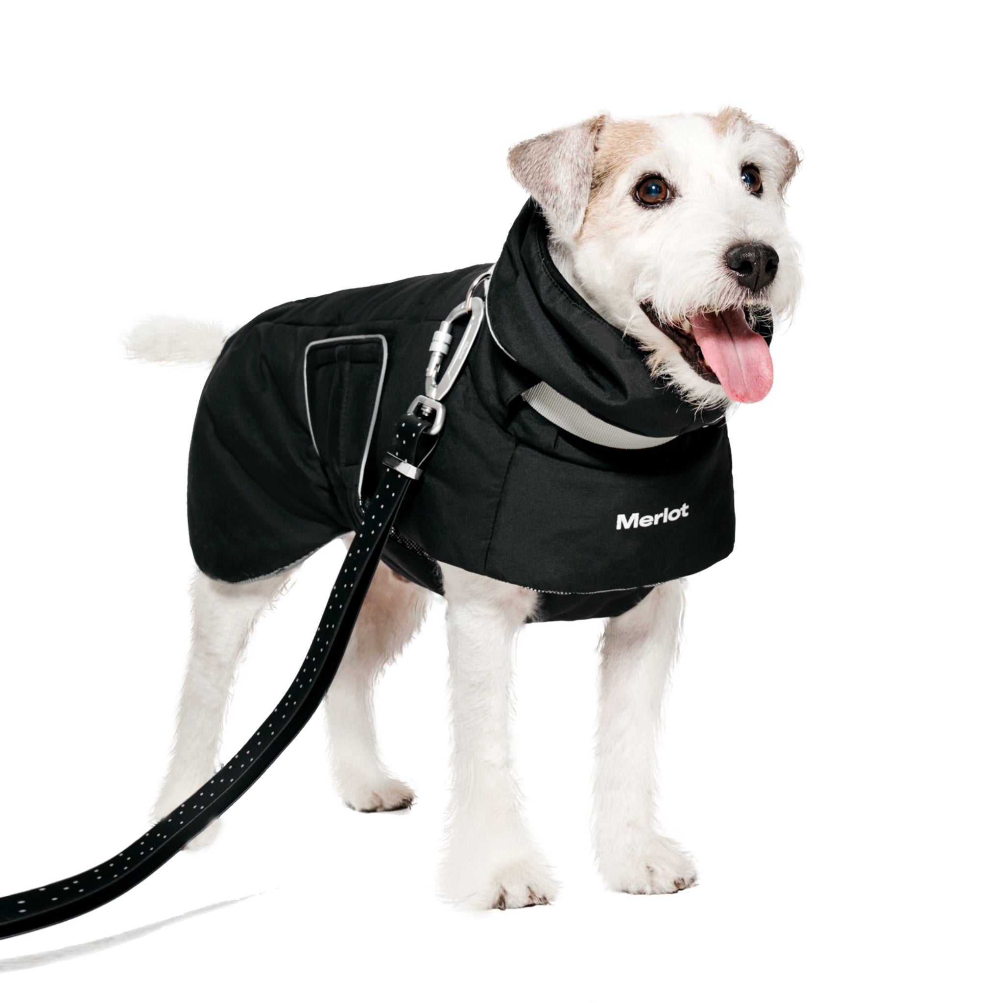 A side view of a small scruffy terrier standing with a black-and-white dotted leash attached, modeling the streamlined fit of the black Merlot winter puffer jacket.