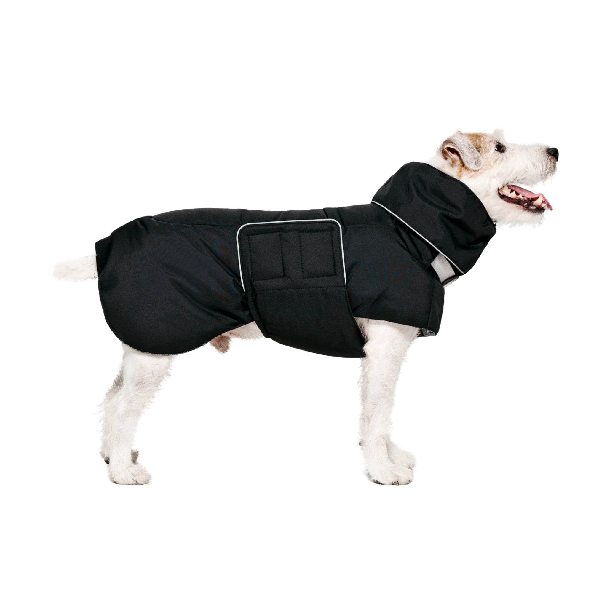 Full side profile view of a scruffy terrier standing against a white backdrop, demonstrating the insulated underbelly coverage of the black Merlot Ain™ Puffer dog jacket.