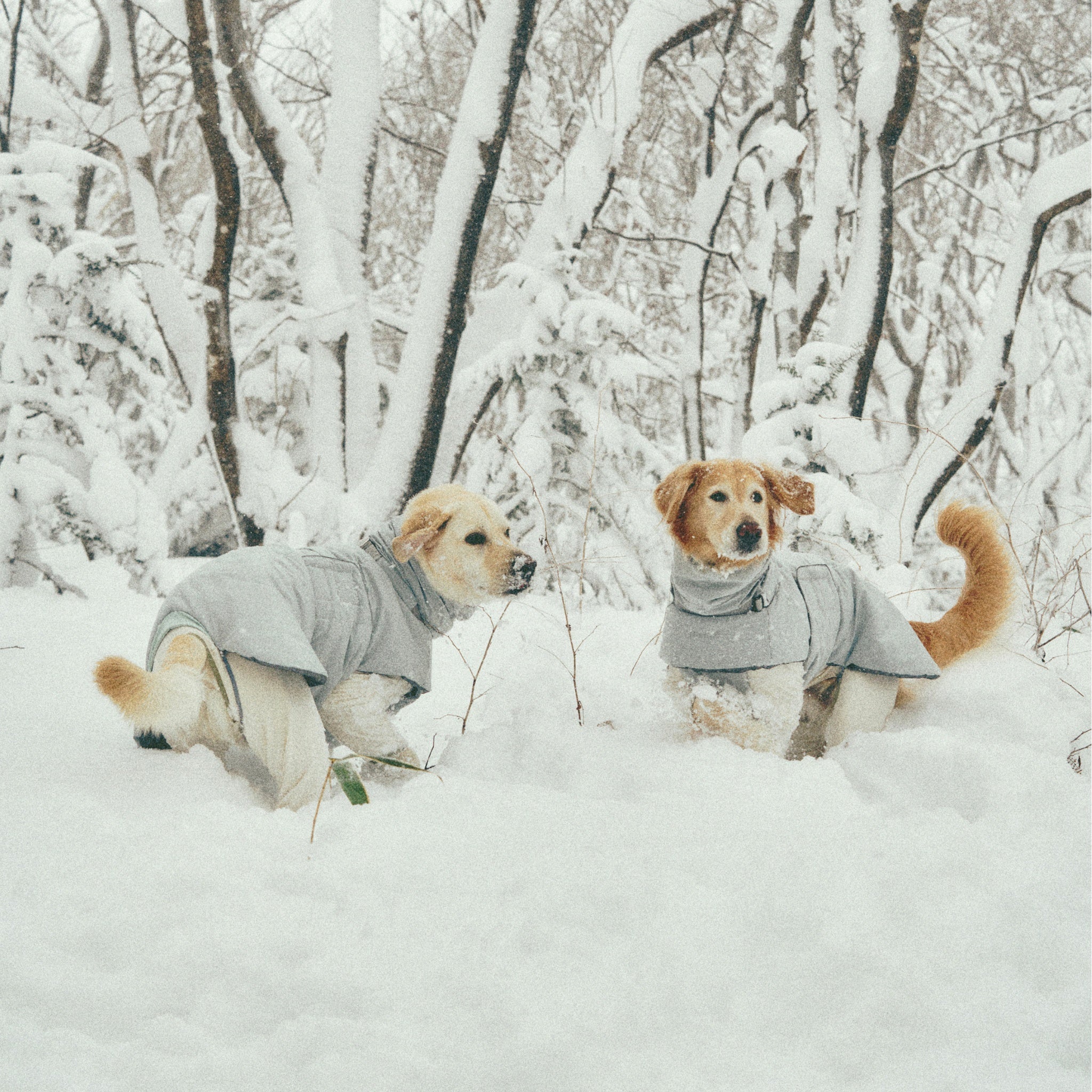 Two large dogs interacting playfully in a heavily snow-covered forest wonderland, outfitted in protective Lime Stone grey winter pet outerwear.