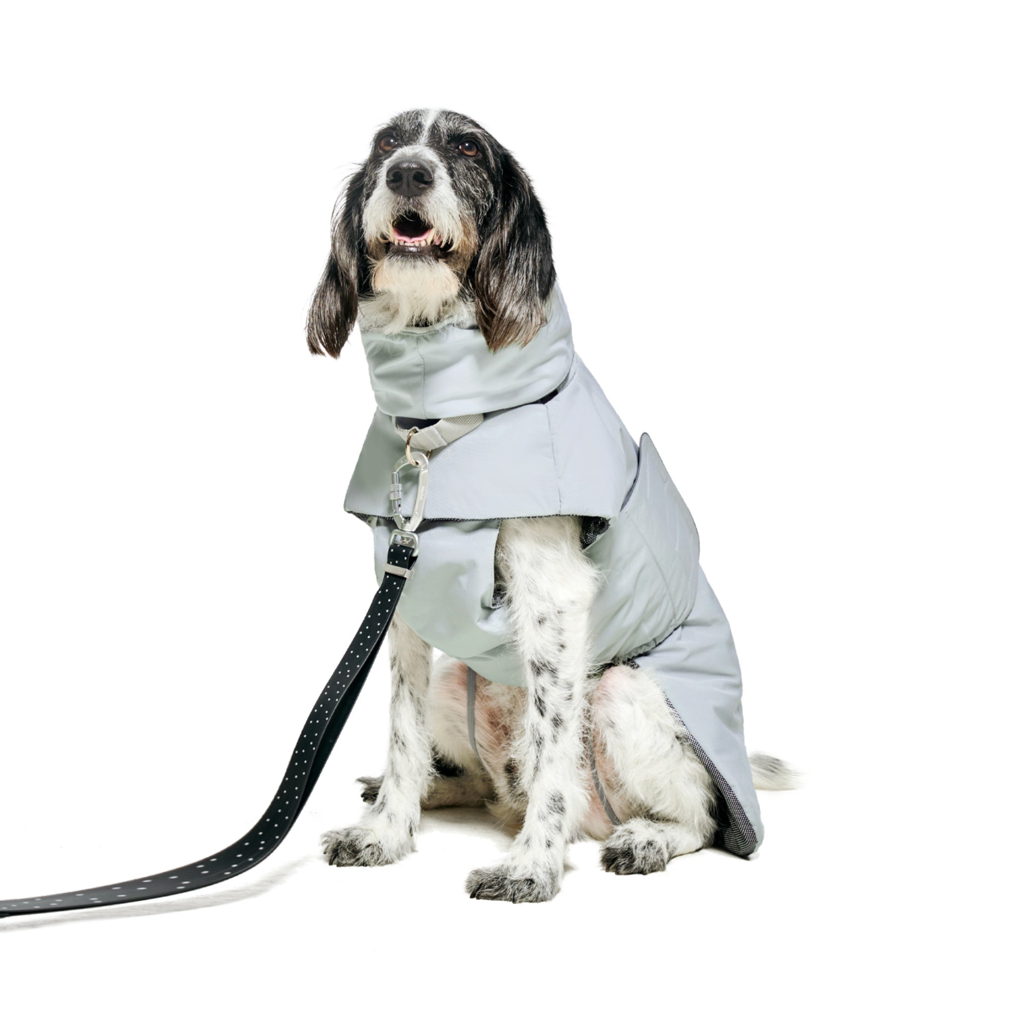 Front three-quarter view of a sitting dog looking upward, showing the secure front leash connector and structured neck paneling of the Lime Stone Merlot puffer coat.