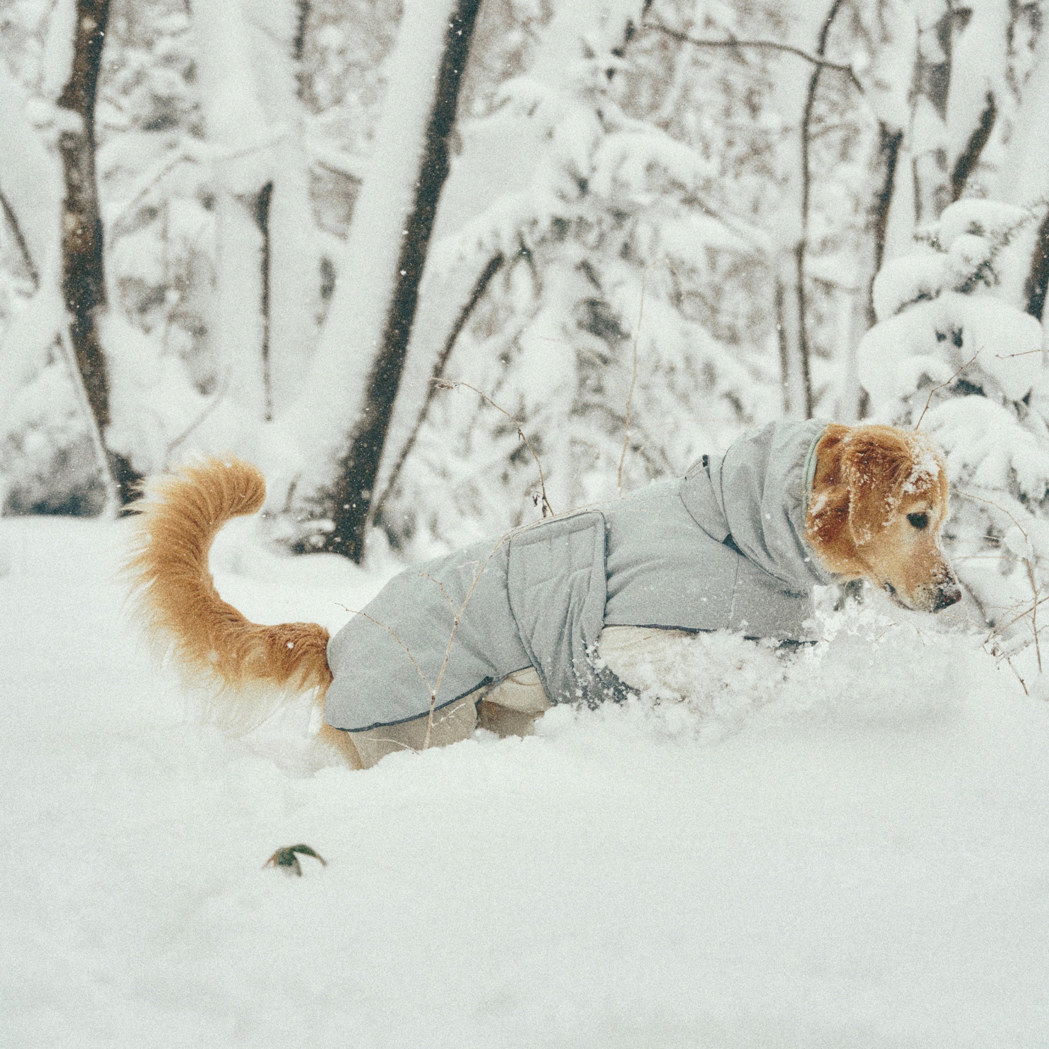 Full side profile view of a golden dog wading through deep winter snowdrifts, demonstrating the full chest coverage and athletic fit of the Merlot puffer coat.