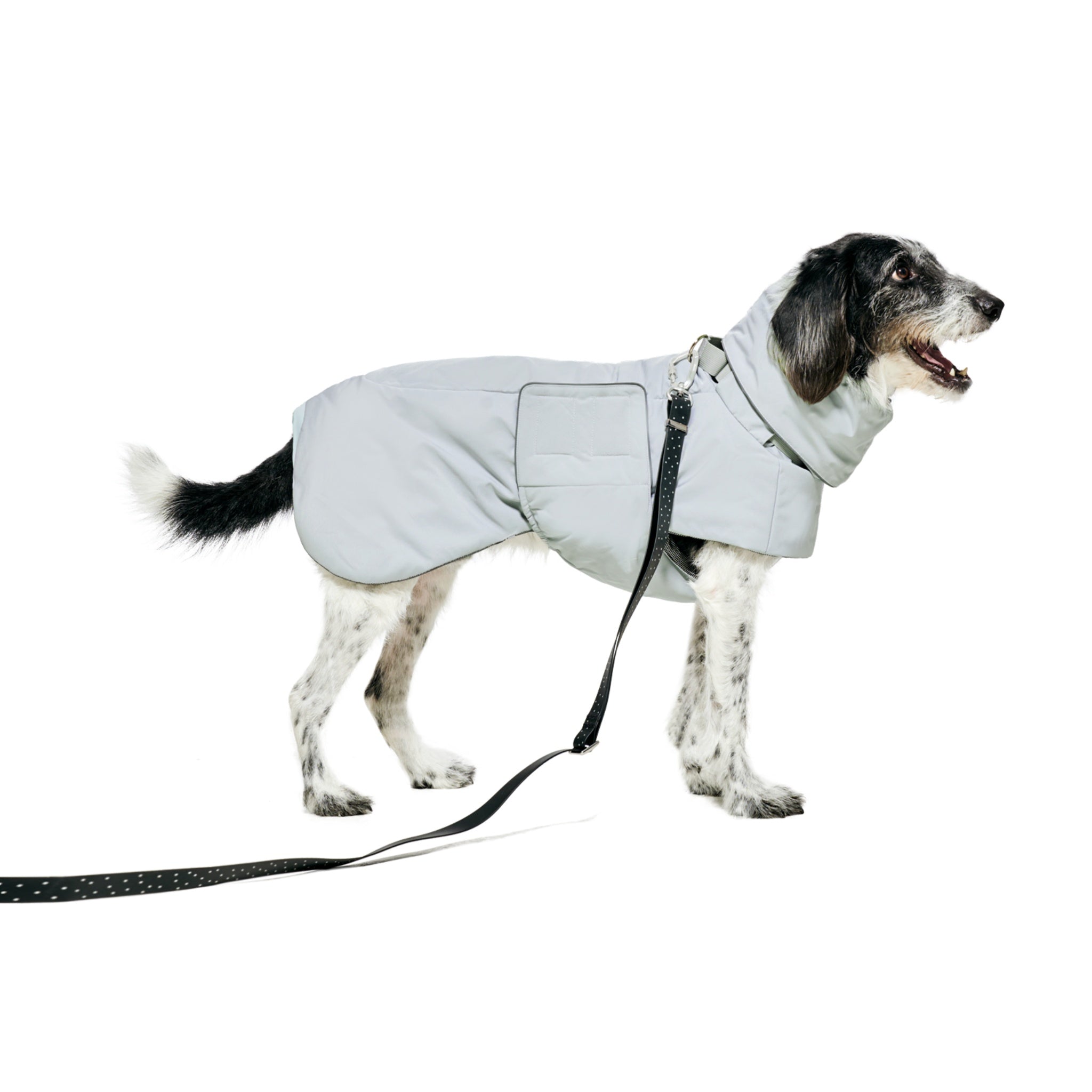 Full side profile of a speckled dog standing with an open mouth against a black backdrop, wearing the Lime Stone Merlot Ain™ winter puffer jacket with a trailing walk leash.