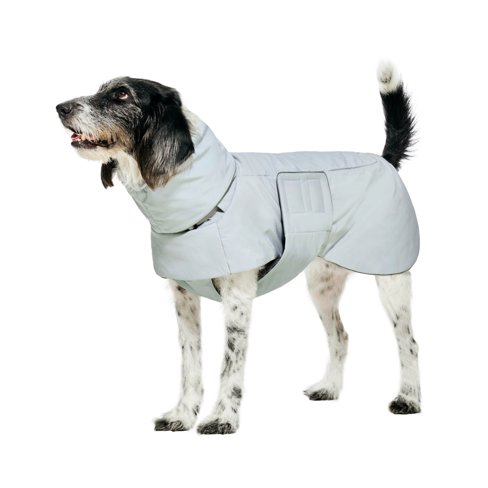 Side profile view of a speckled dog standing and looking to the left, highlighting the full side coverage and adjustable harness integration of the Lime Stone winter puffer jacket.