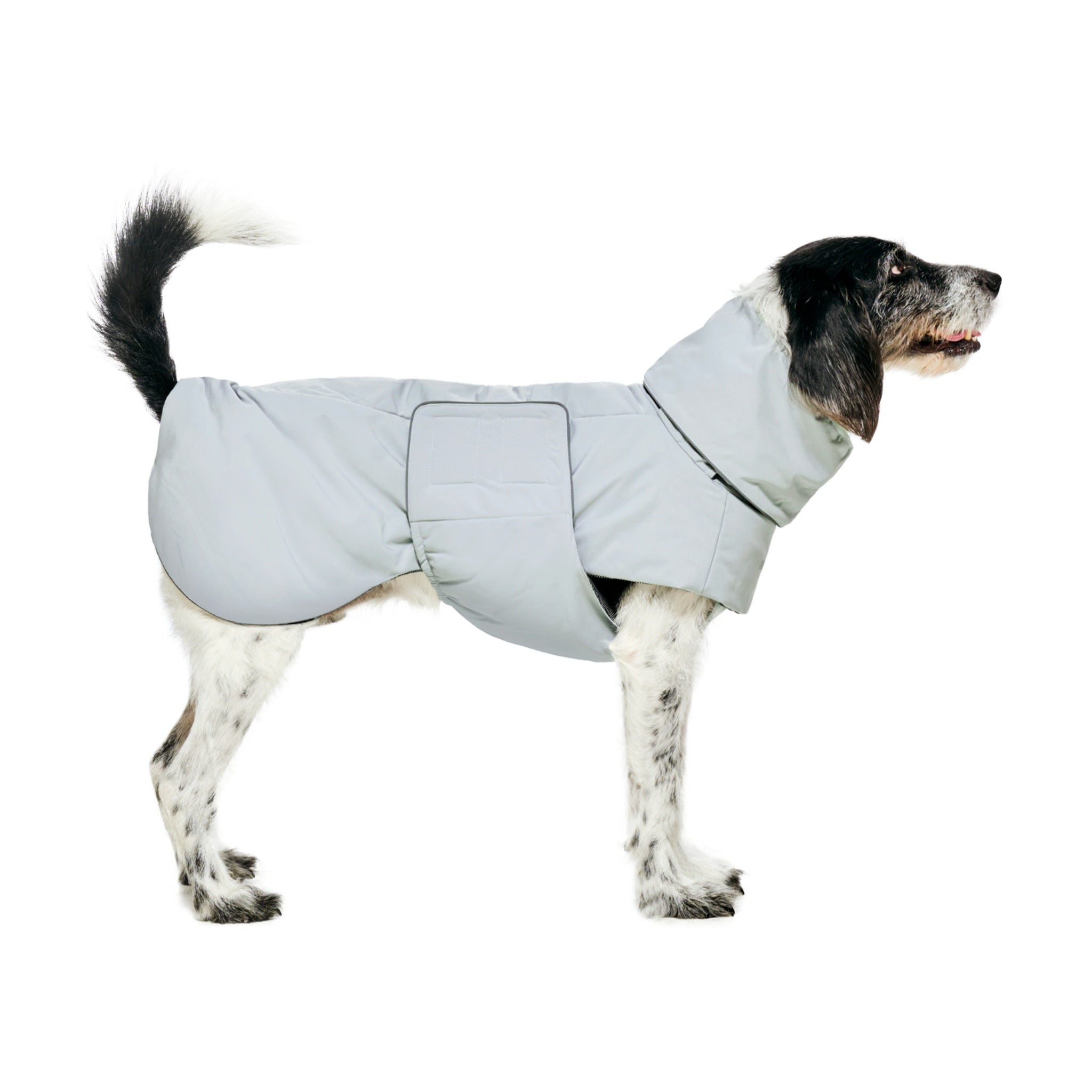 Full side view of a speckled dog standing and facing right against a black background, demonstrating the streamlined, tailored fit of the Lime Stone water-resistant puffer garment.