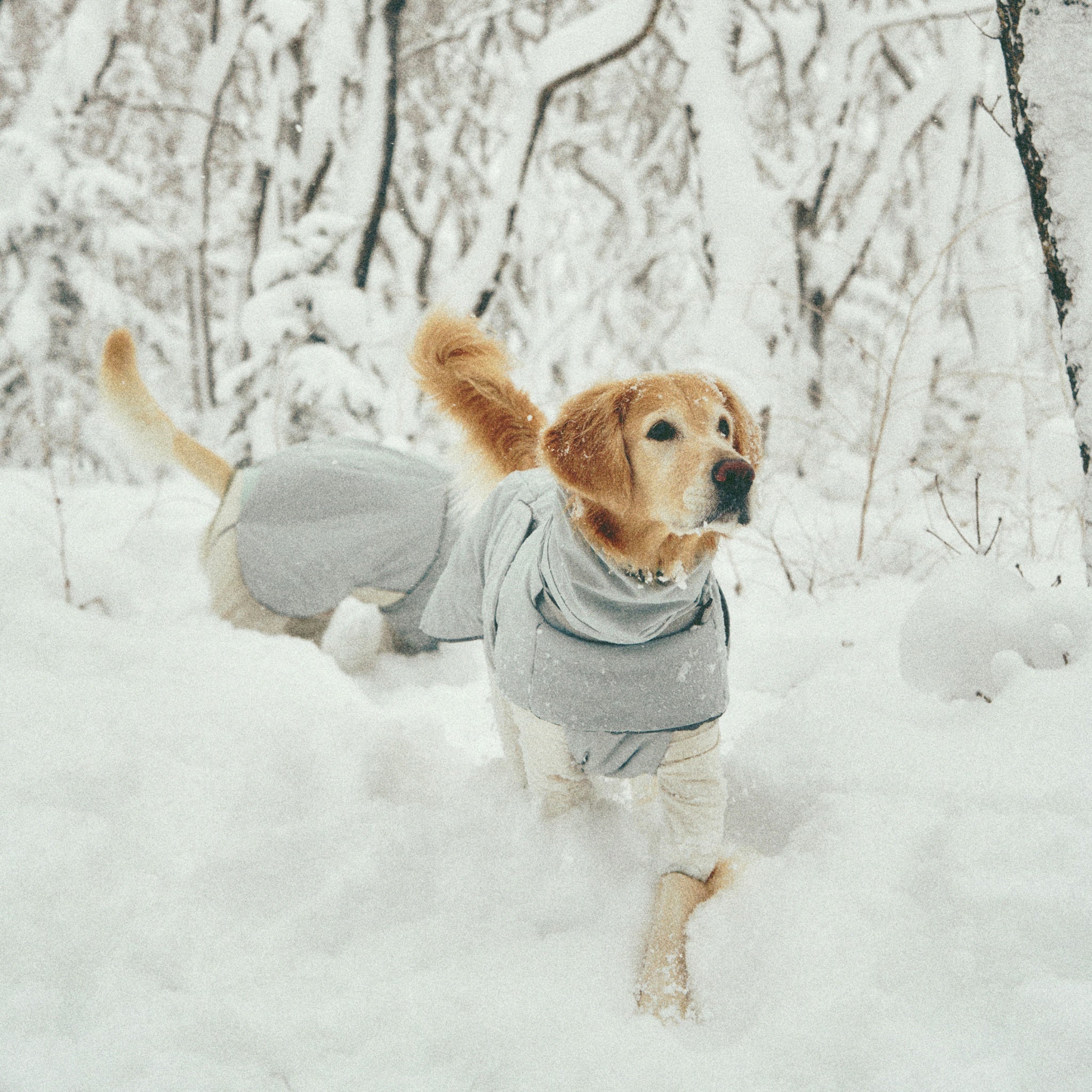 A golden retriever exploring a snowy trail during a winter walk, wearing the insulated, water-resistant Merlot puffer dog jacket with its high collar extended.