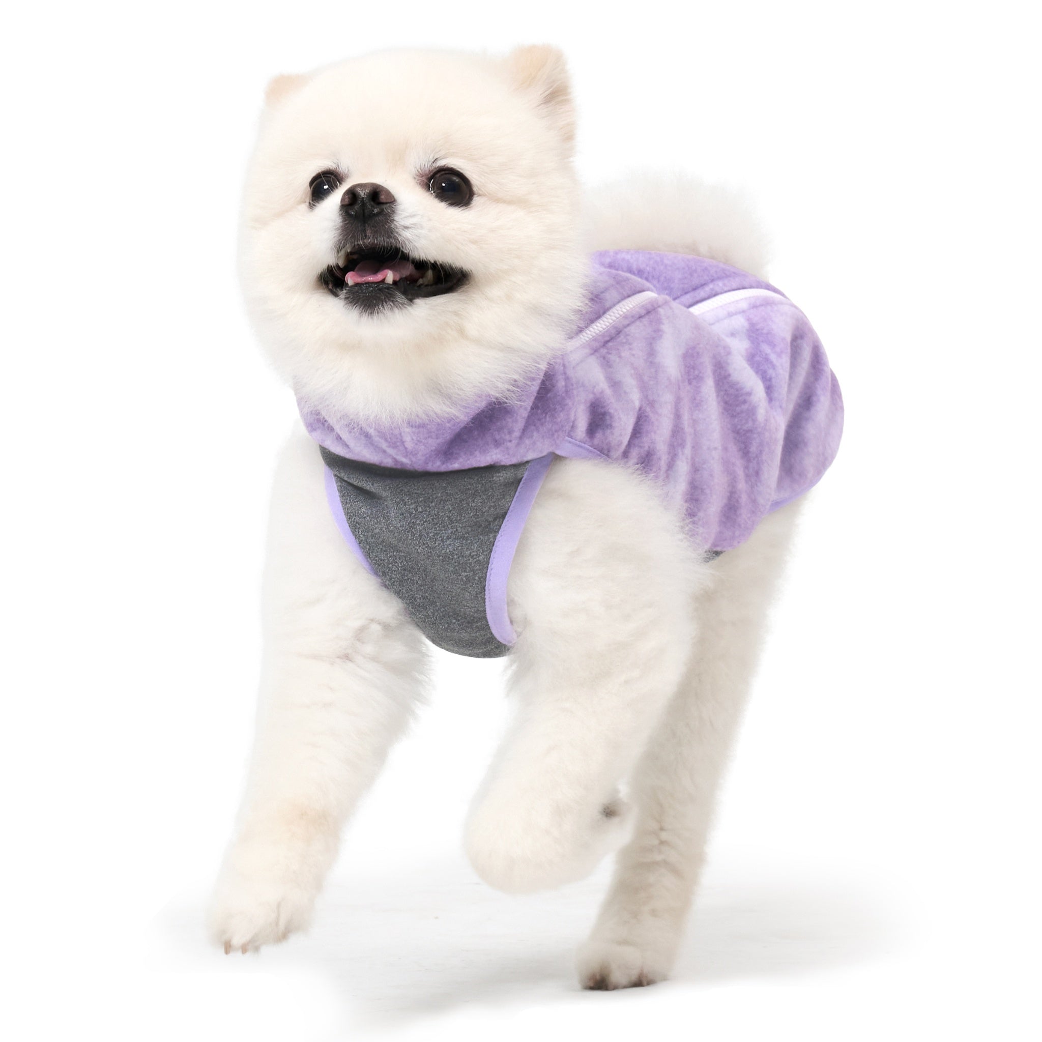 A dynamic studio action shot of a white Pomeranian running forward happily, demonstrating the lightweight mobility and flexible fit of the purple Merlot Shelter dog jacket.