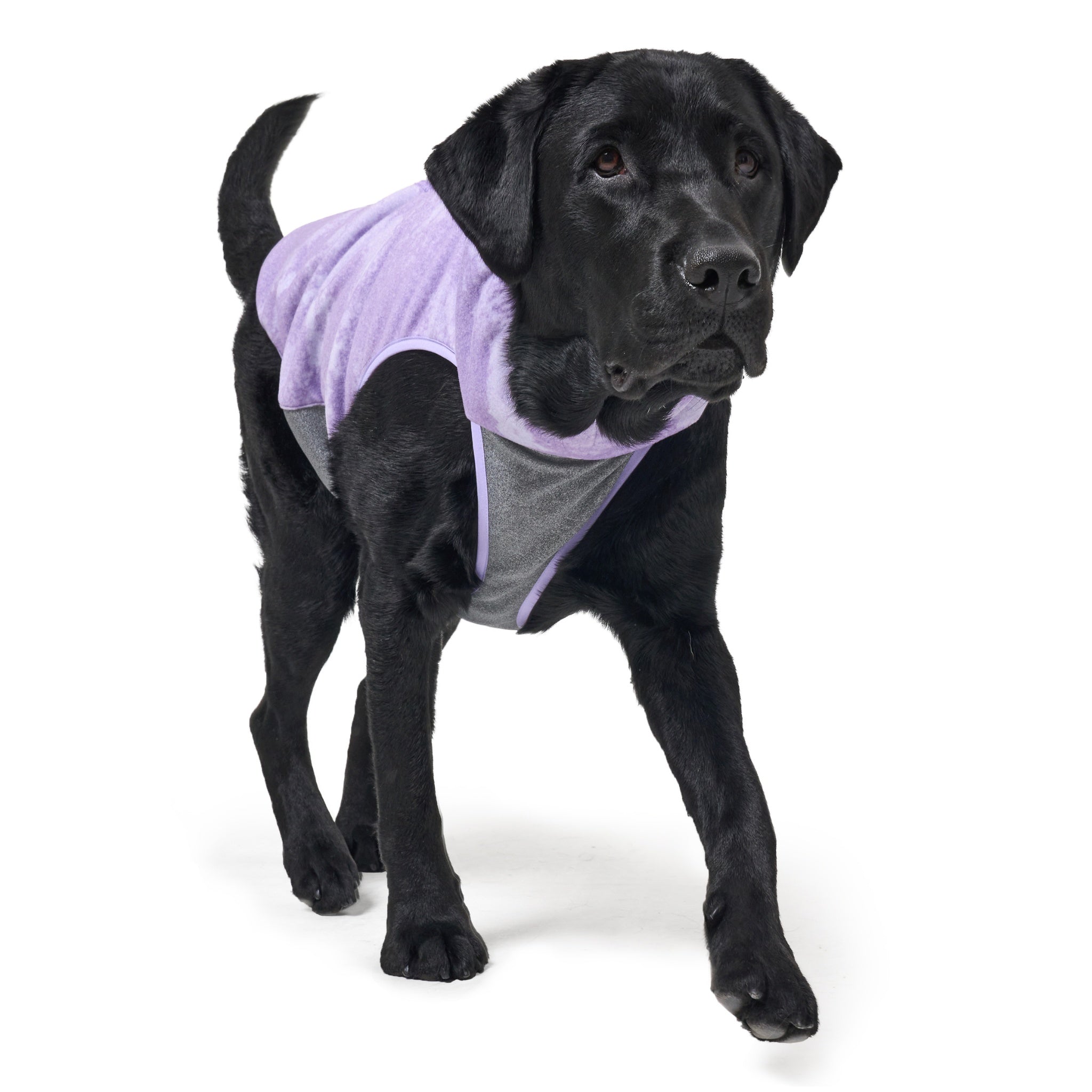Front action shot of a black Labrador Retriever walking forward, highlighting the secure chest fit, flexible grey stretch panel, and purple fleece upper of the Merlot Shelter dog jacket.