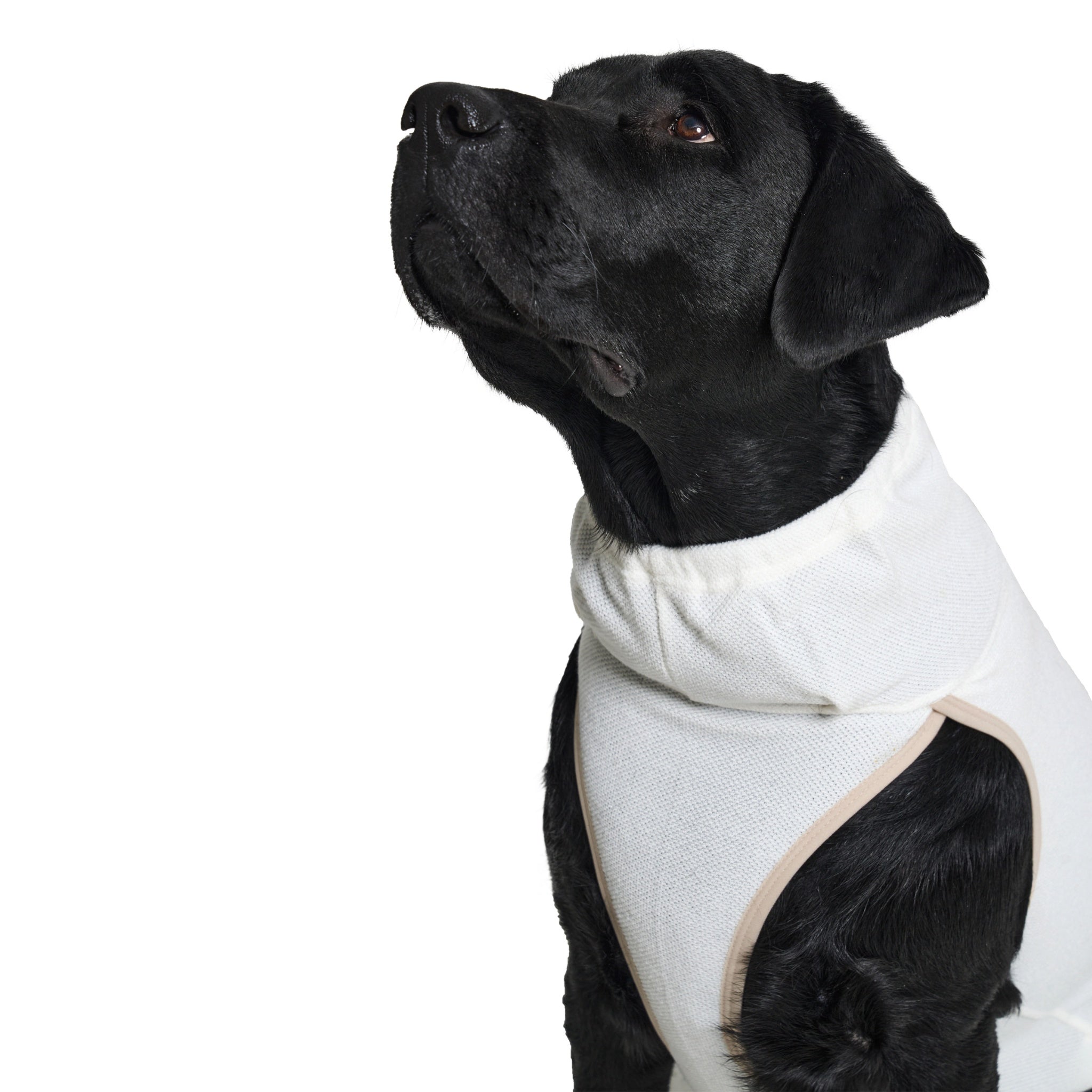 A close-up studio side profile of a black dog looking upward, showing the high collar insulation and contrast beige armhole piping on the ivory Merlot dog jacket.