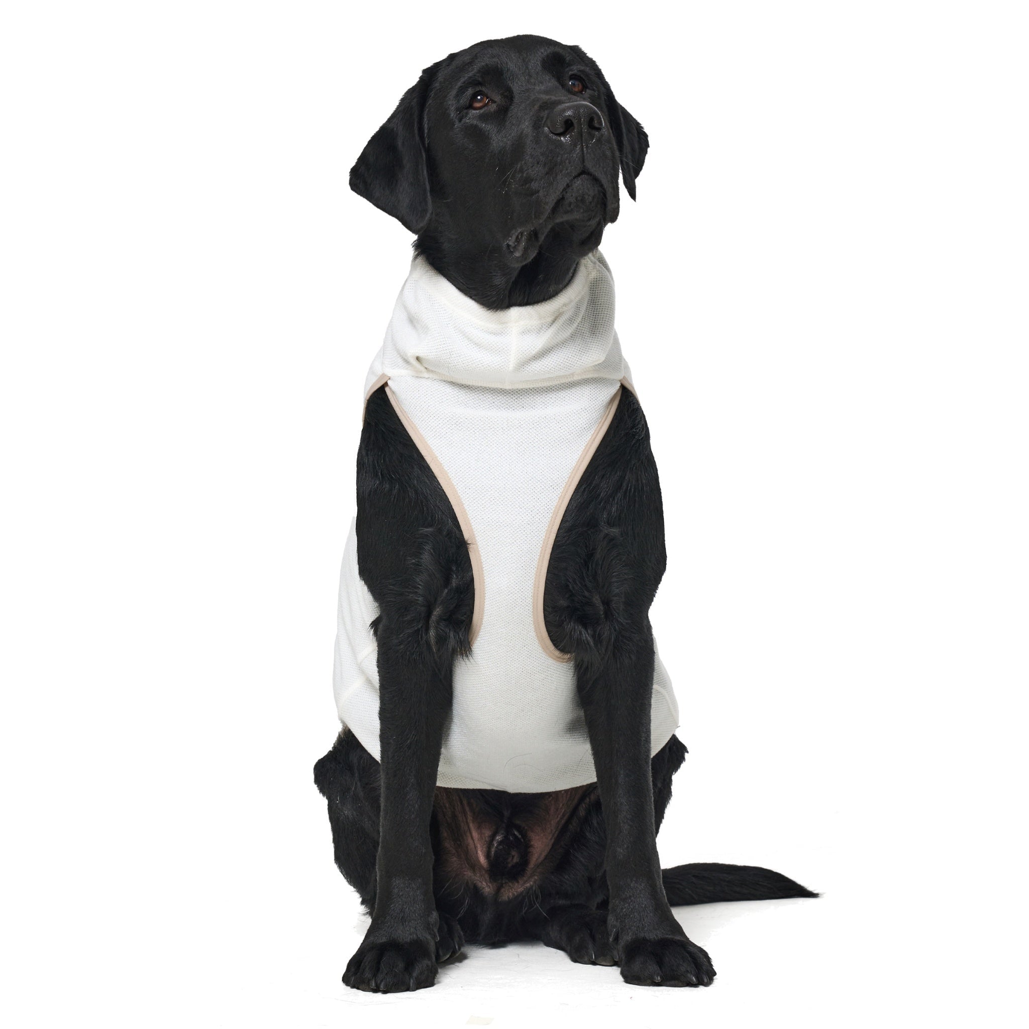 Front view of a black Labrador Retriever sitting and looking up, highlighting the structured y-shaped chest panel and snug cowl neck design of the ivory dog jacket.