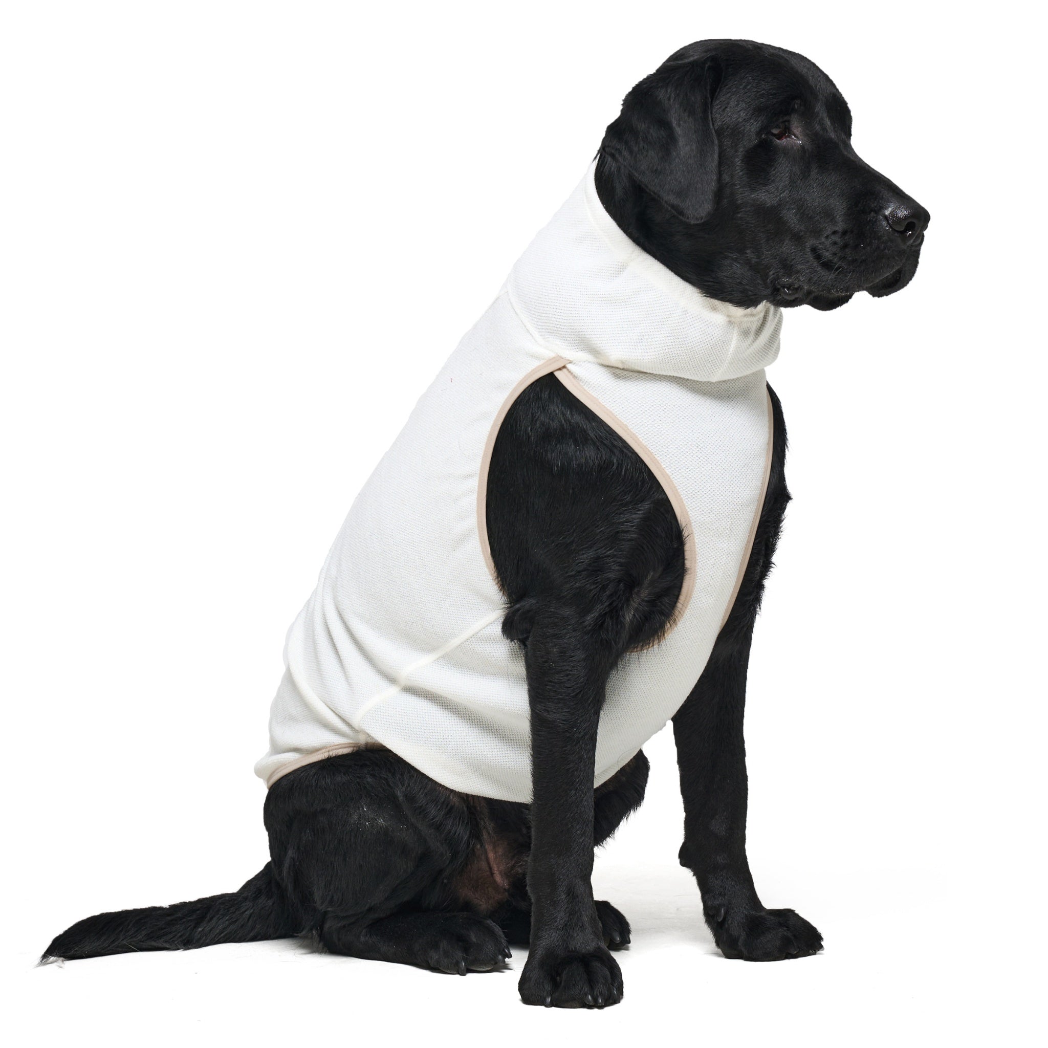 Side profile of a black Labrador dog sitting quietly in a studio setting, wearing the ivory tone Merlot Shelter Layer functional dog jacket.