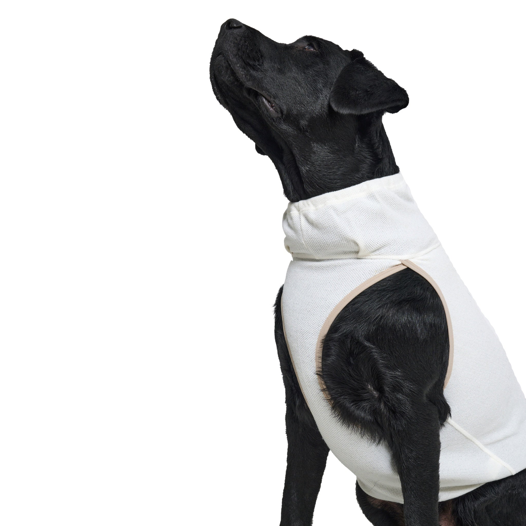 A detailed portrait crop of a black dog wearing the ivory Merlot Shelter Layer jacket, highlighting the stretch knit fabric texture and comfortable high neck fit.