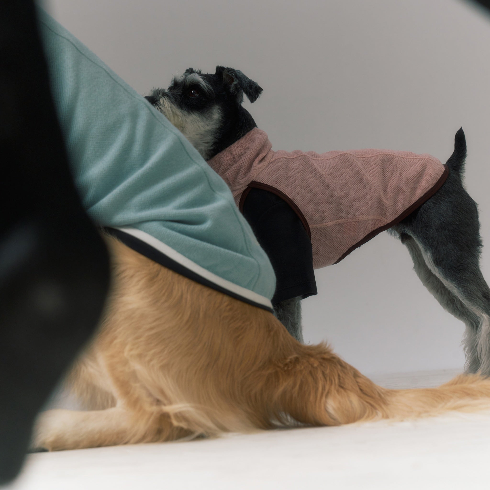 A creative artistic framing shot looking through a blurred foreground at a small miniature schnauzer dog wearing a pink variant of the Merlot Shelter Layer jacket.