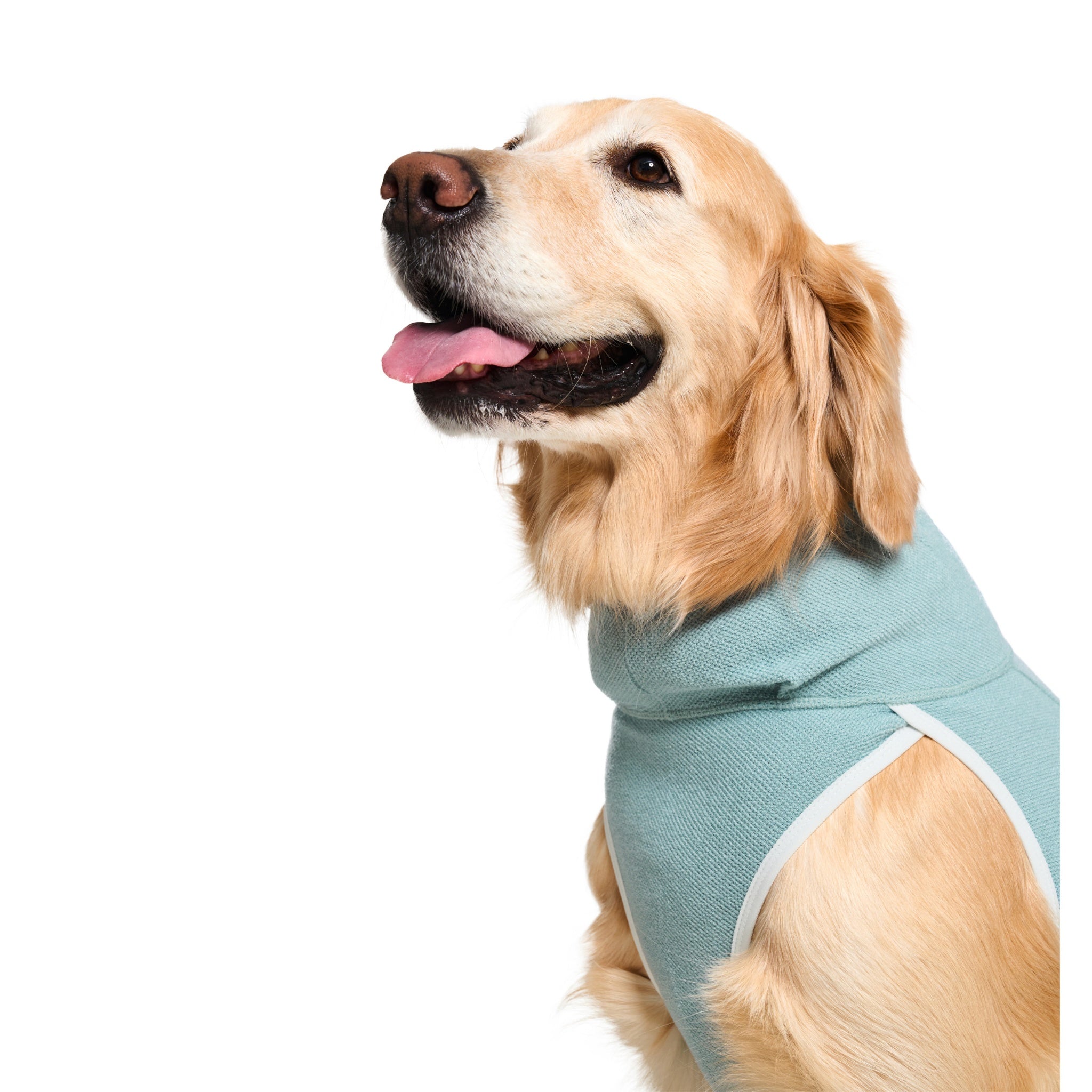 Close-up studio headshot of a Golden Retriever looking up, showcasing the snug and tall neck collar design of the mint green Merlot Shelter Layer dog jacket.