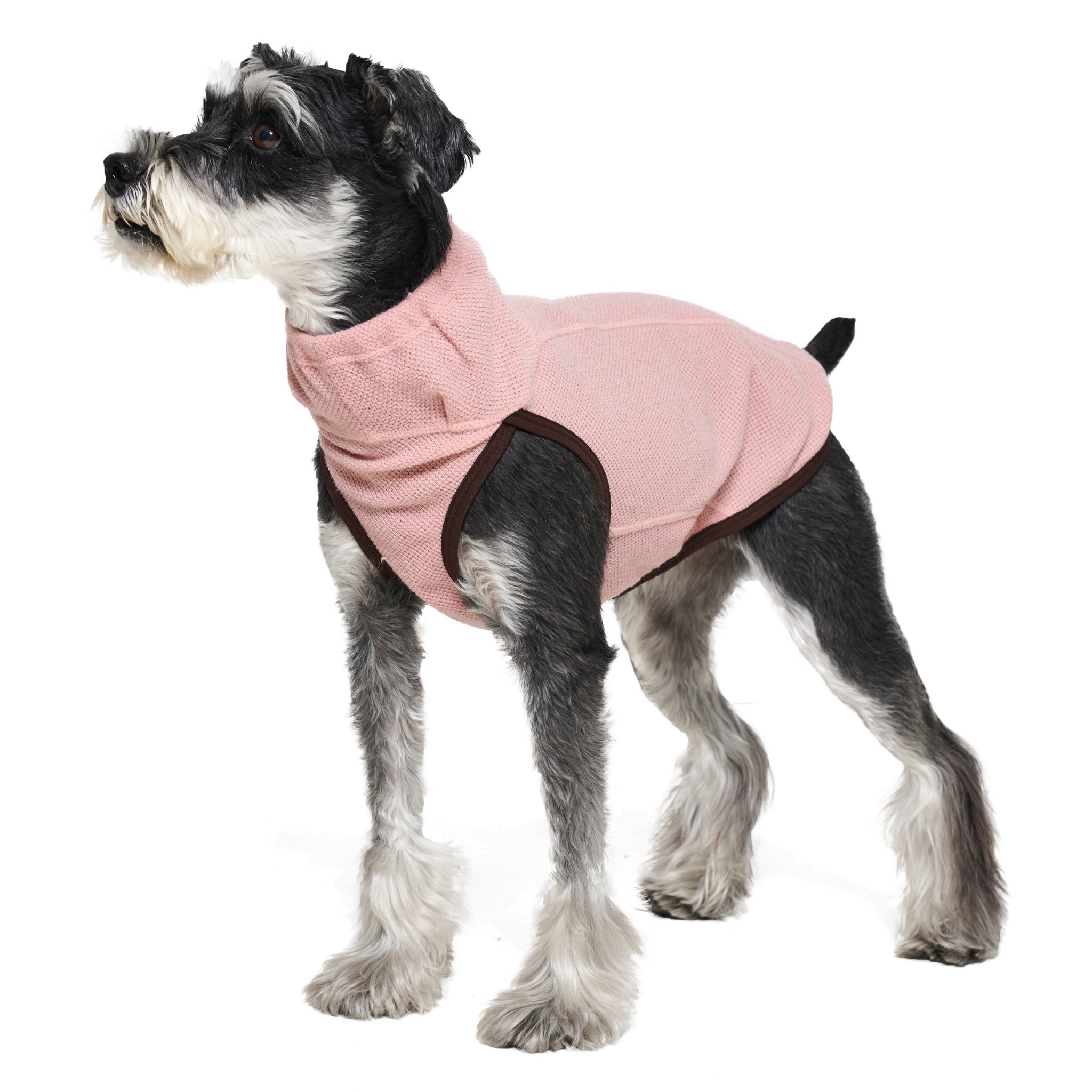 Direct back view of a sitting Miniature Schnauzer showcasing the clean panel stitching and the embroidered Merlot brand logo on the lower hem of the pink dog jacket.