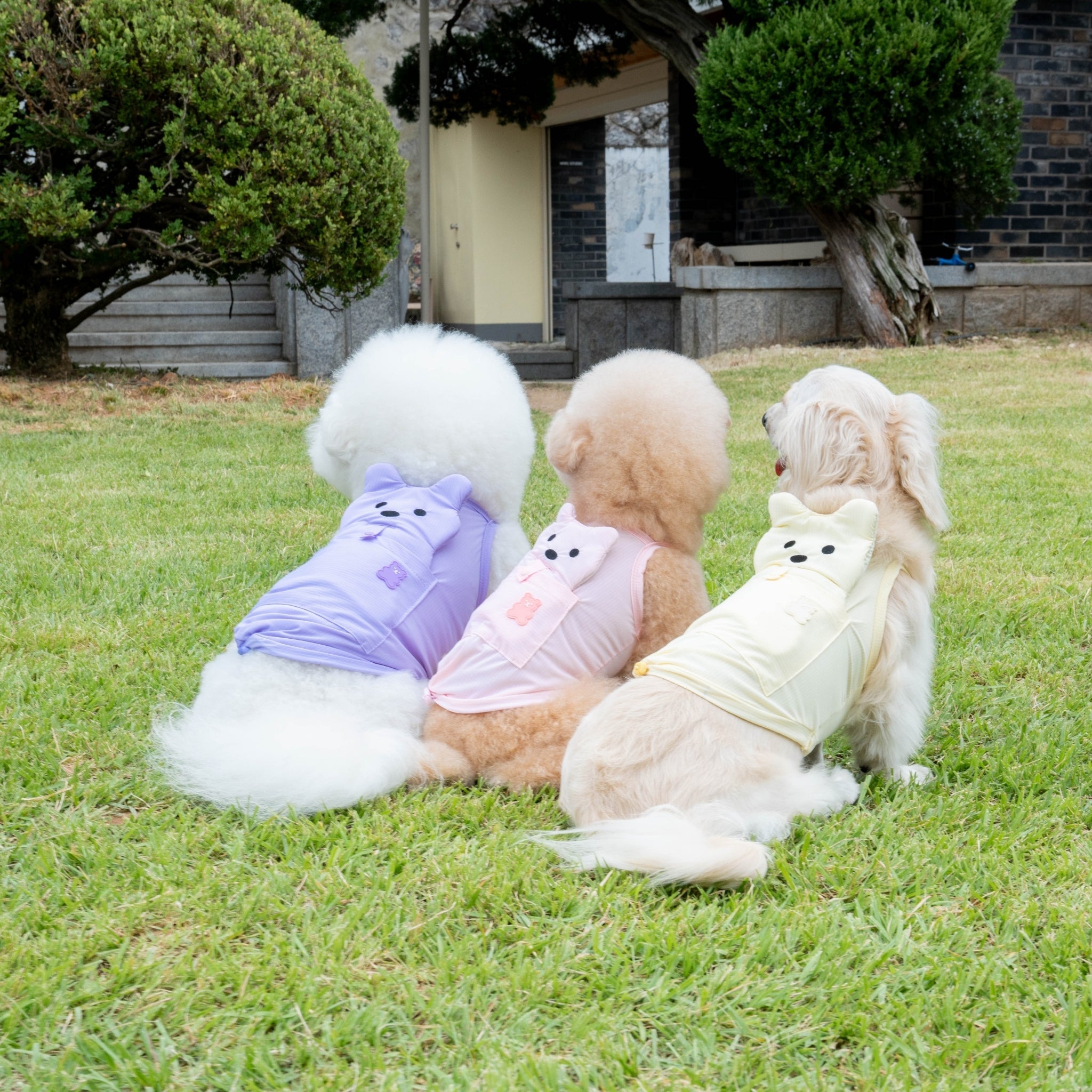 Rear view of three small fluffy dogs sitting together on a lawn wearing lavender purple, pastel pink, and lemonade yellow summer cooling pet vests with bear-shaped pockets.