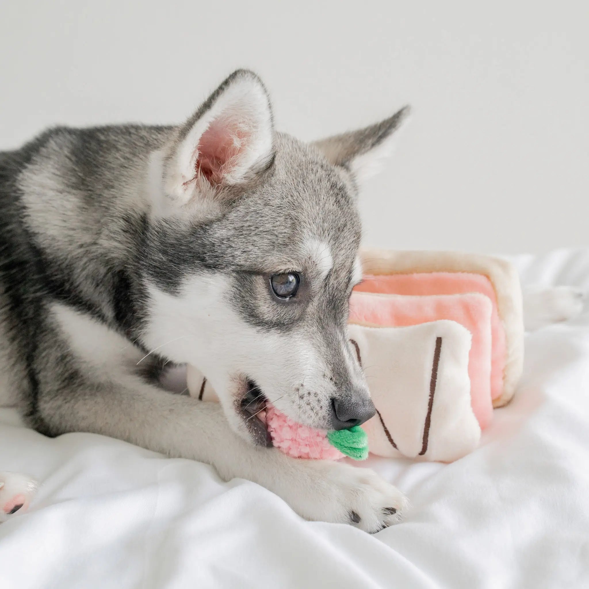 A grey puppy lying down and chewing on the squeaky plush pink strawberry topping of the pastry-themed canine enrichment puzzle.