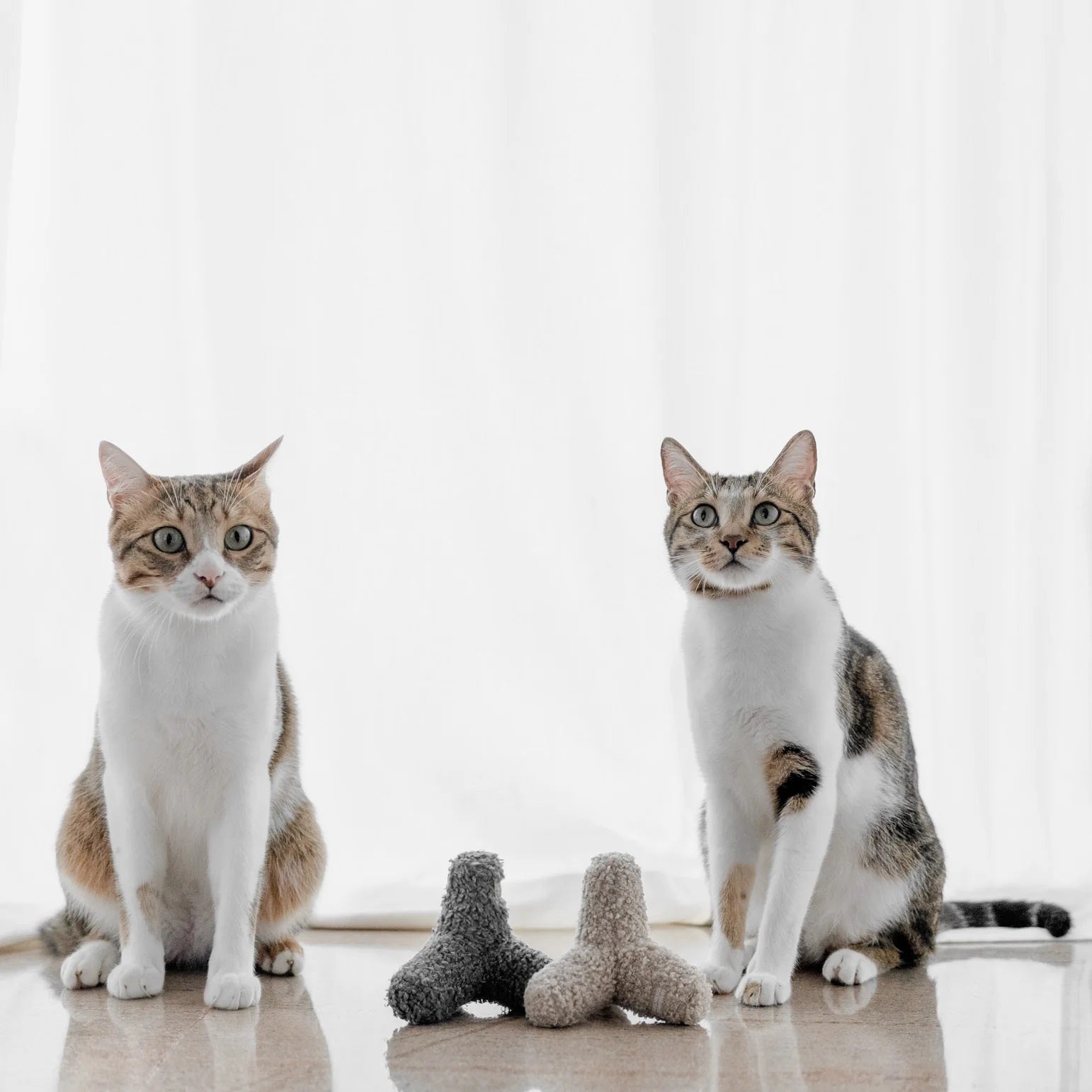 Cat - La Maison Mou