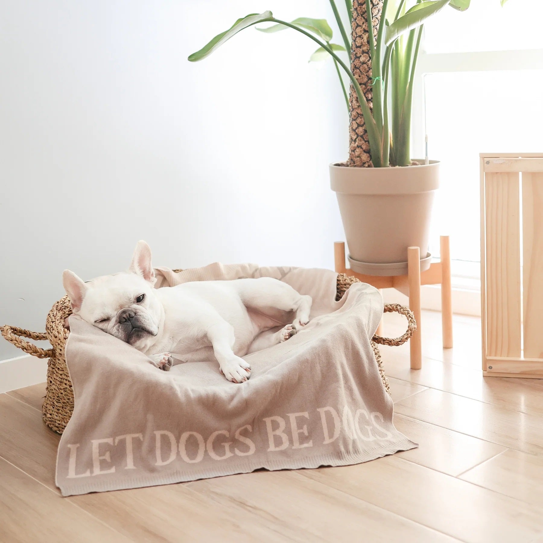 Luxury Dog Essentials - La Maison Mou
