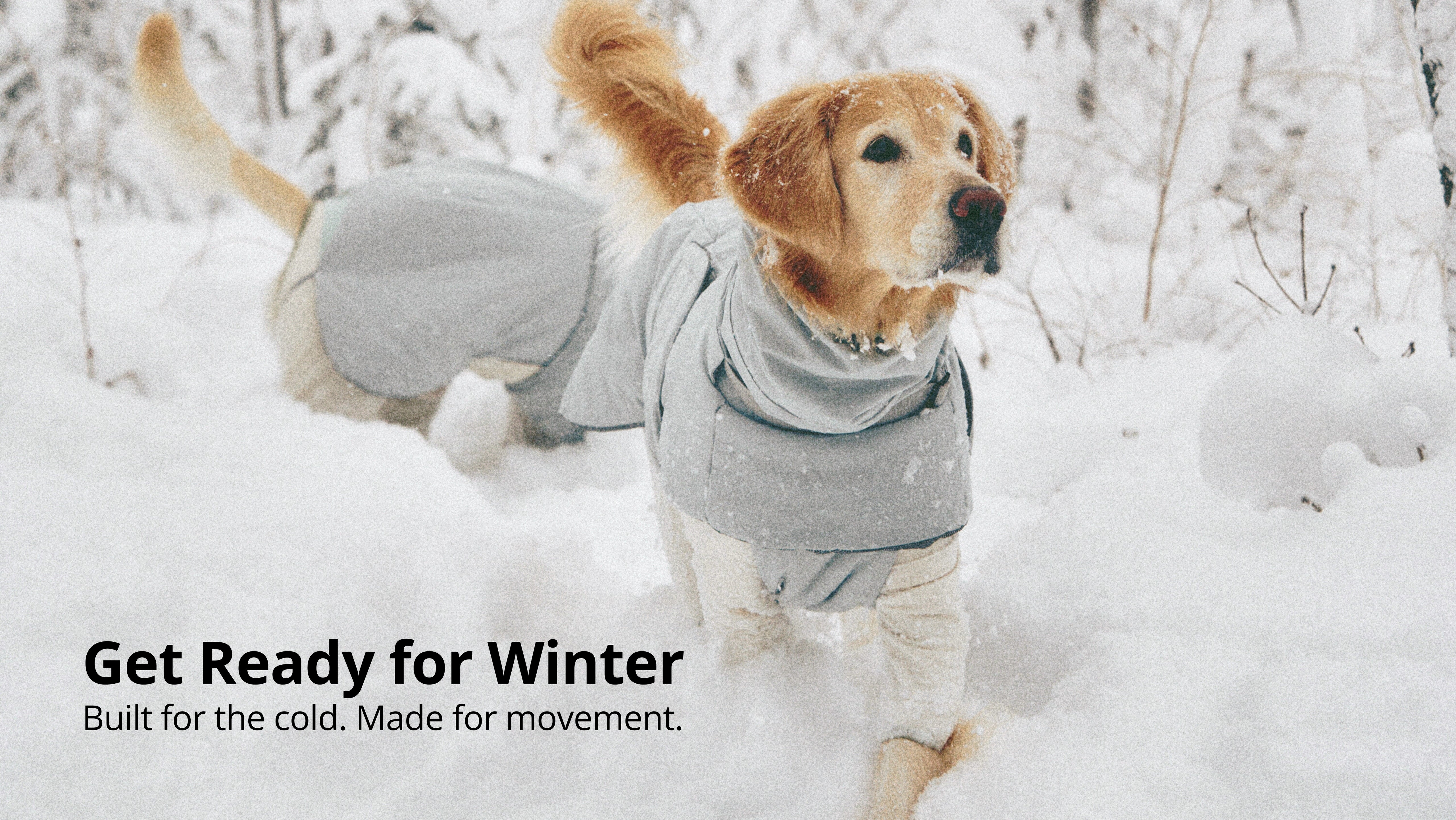Dog wearing the Ain Puffer Lime Stone jacket walking outdoors in snow winter dog coat