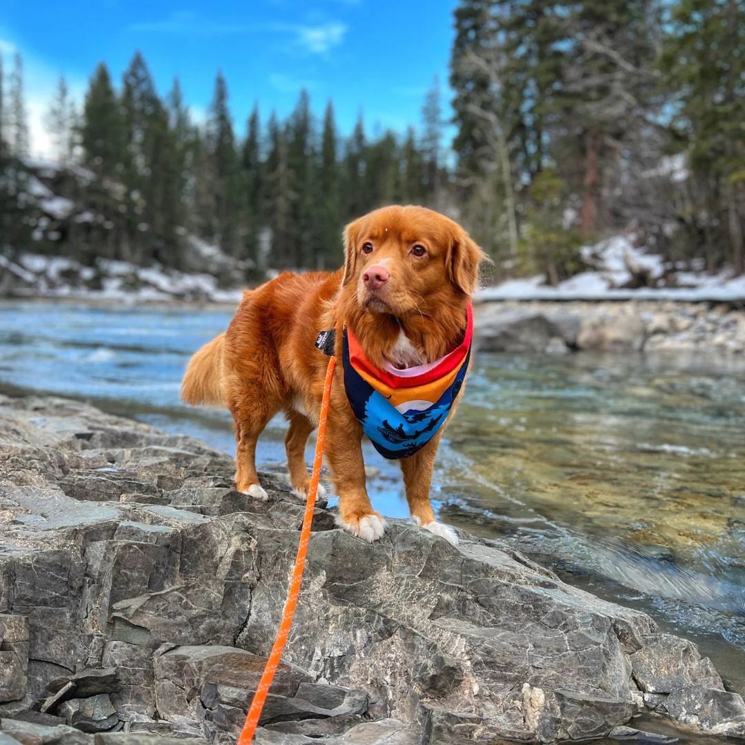 Dog Bandana - Banff - Rocky Mountain Dog - La Maison Mou