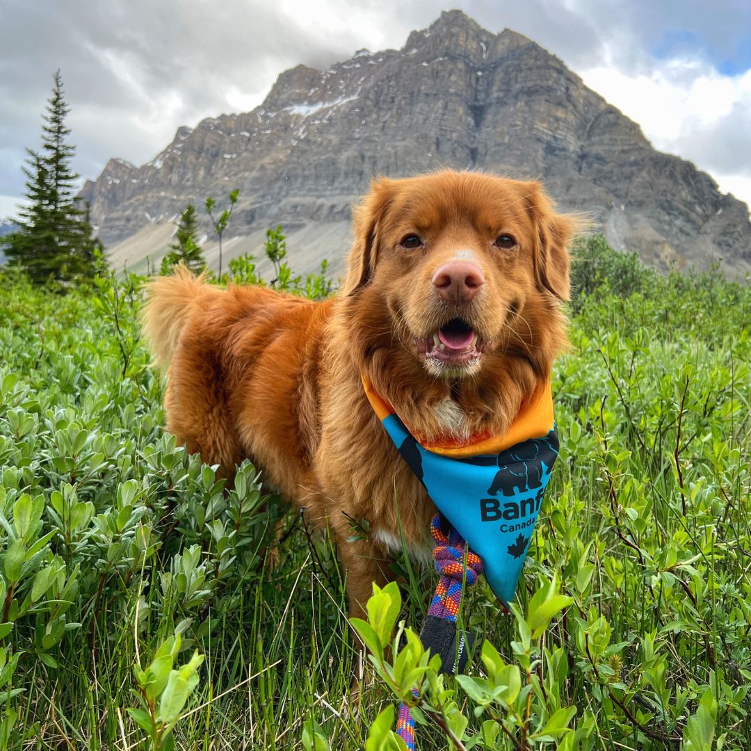 Dog Bandana - Banff - Rocky Mountain Dog - La Maison Mou