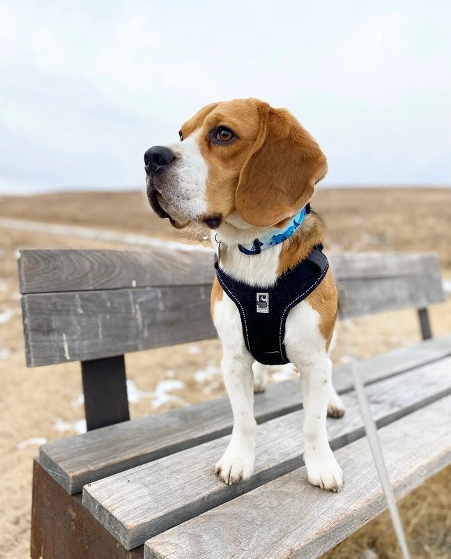 Dog Collar - Kootenay Alpine Winter - Rocky Mountain Dog - La Maison Mou