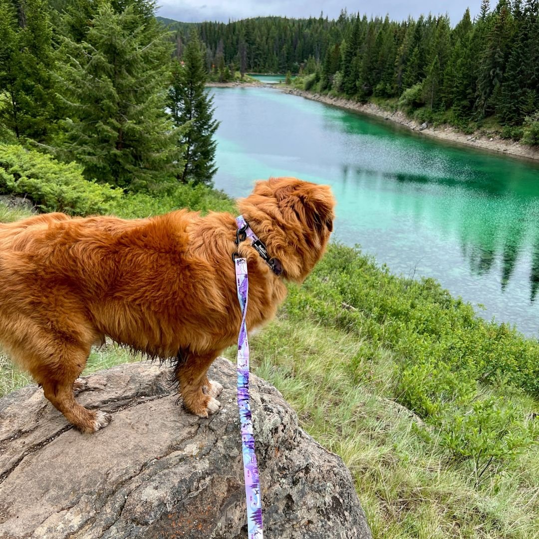 Dog Collar - PNW Alpine Reef - Rocky Mountain Dog - La Maison Mou