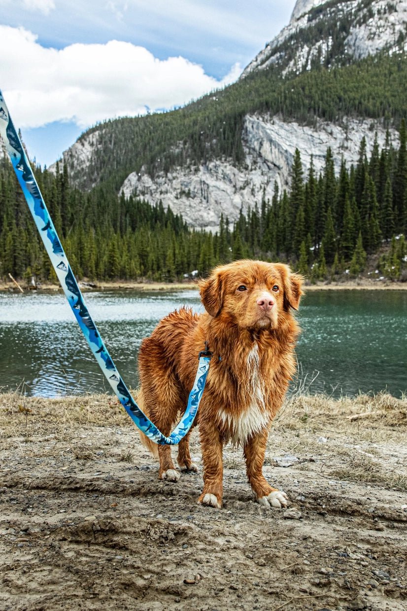 Dog Leash - Kootenay All Mountain Winter - Rocky Mountain Dog - La Maison Mou