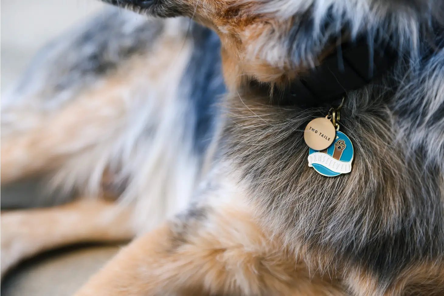 Dog Tag - Pawsitivity - Two Tails - La Maison Mou