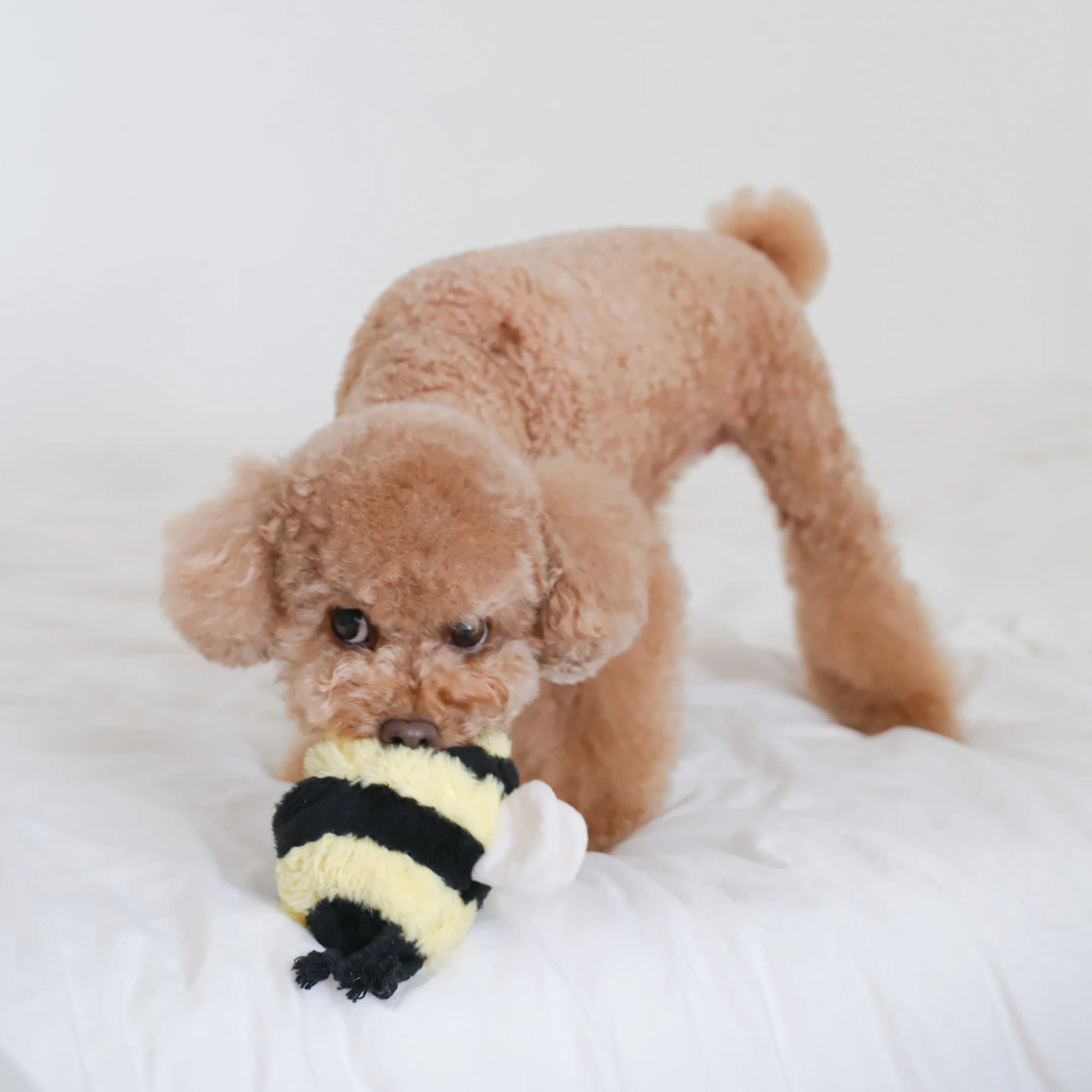 Enrichement Dog Toy - Bee Pop - Lambwolf Collective - La Maison Mou