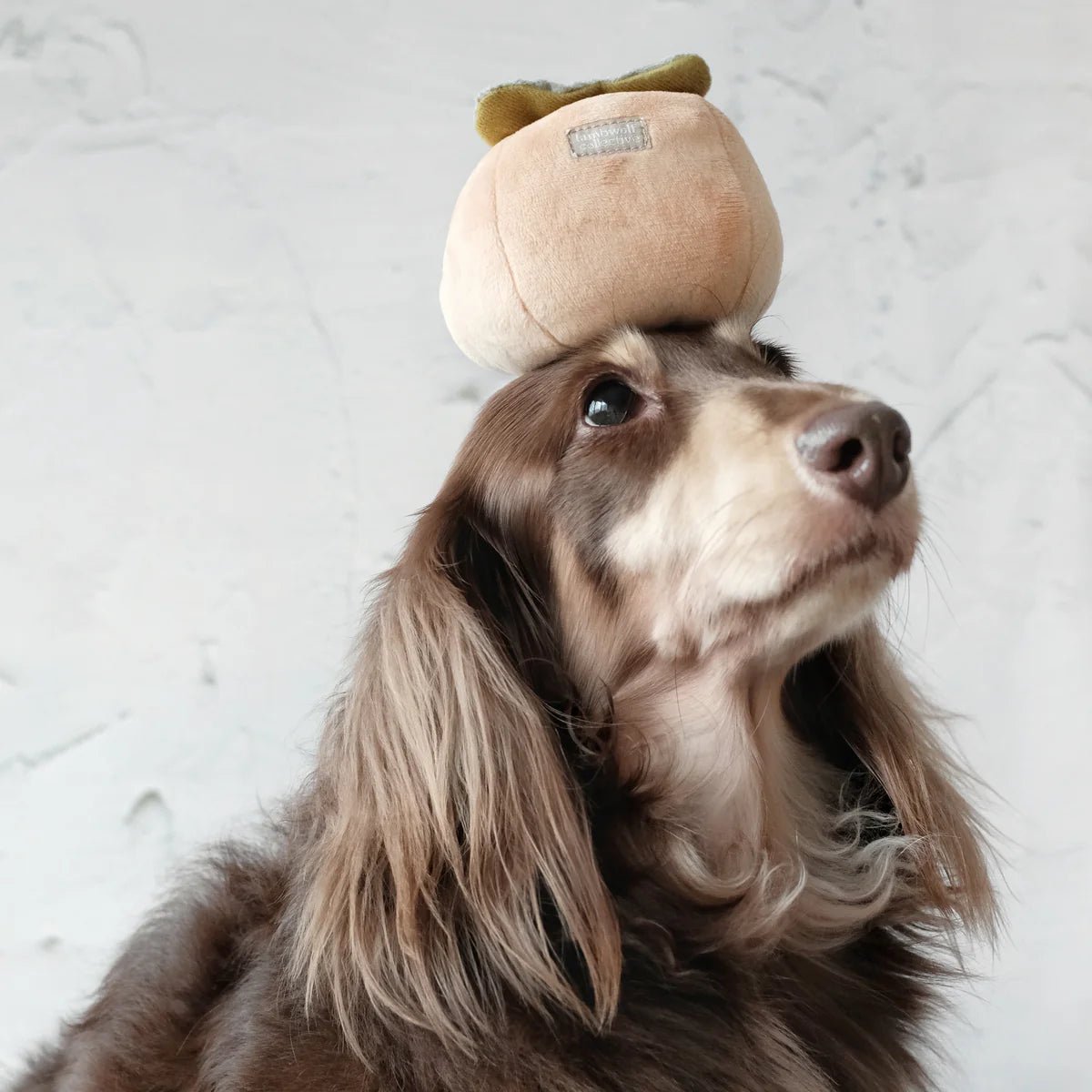 Enrichement Dog Toy - Persimmon - Lambwolf Collective - La Maison Mou
