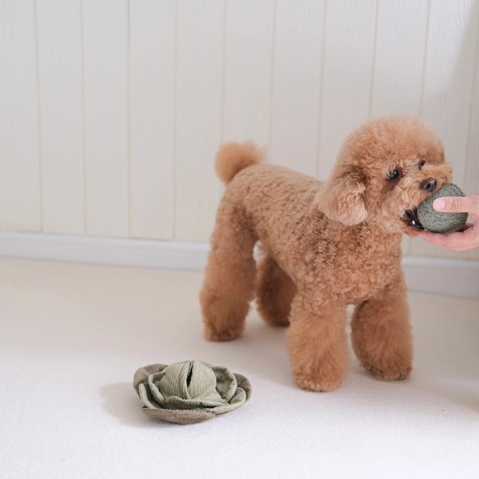 Enrichment Dog Toy - Cabbage Pop - Lambwolf Collective - La Maison Mou