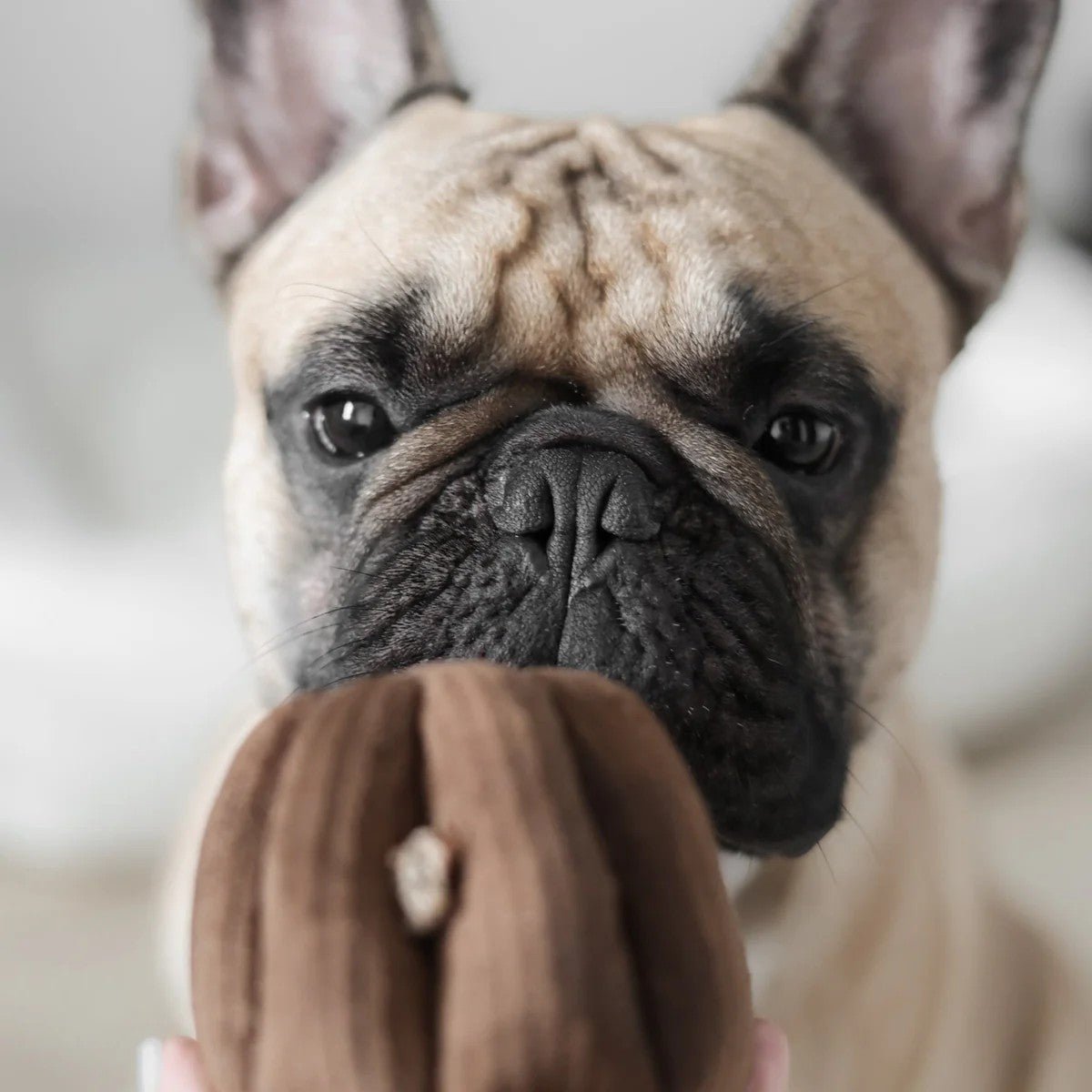 Enrichment Dog Toy - Canele - Lambwolf Collective - La Maison Mou