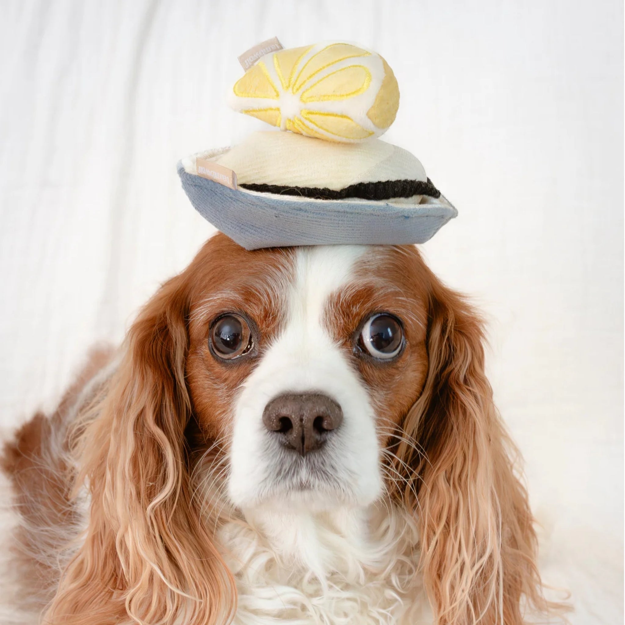 A brown and white Cavalier King Charles Spaniel looking forward with the plush interactive oyster shell and squeaky lemon wedge toy balanced carefully on its head.