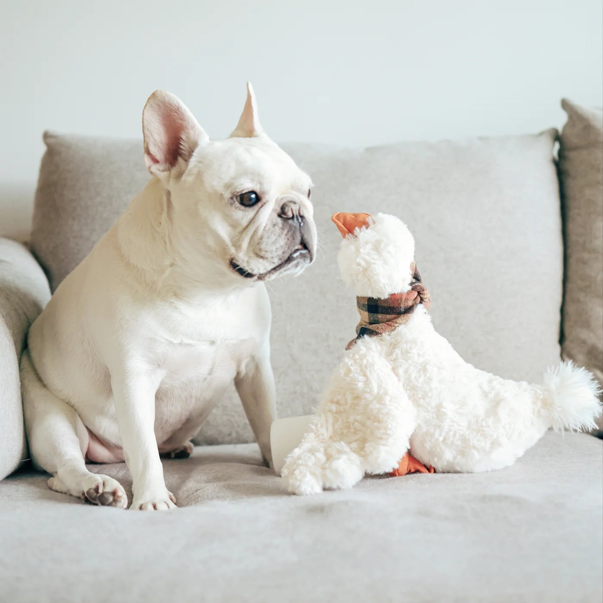 A white French Bulldog sitting on a grey couch, looking face-to-face at the fluffy white Gus the Goose plush dog toy wearing a plaid bandana.